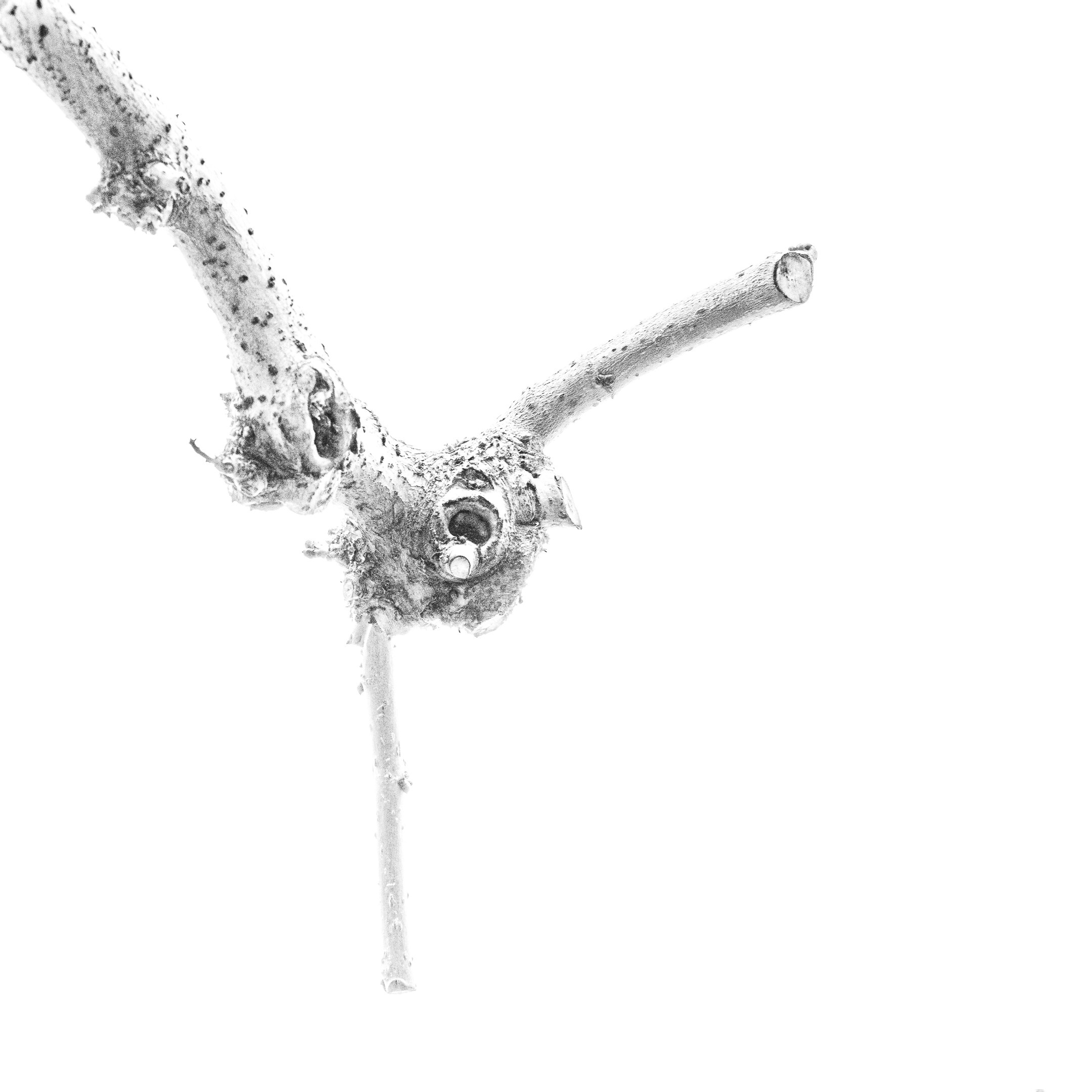 Proyecto Tentacular Spectacular II