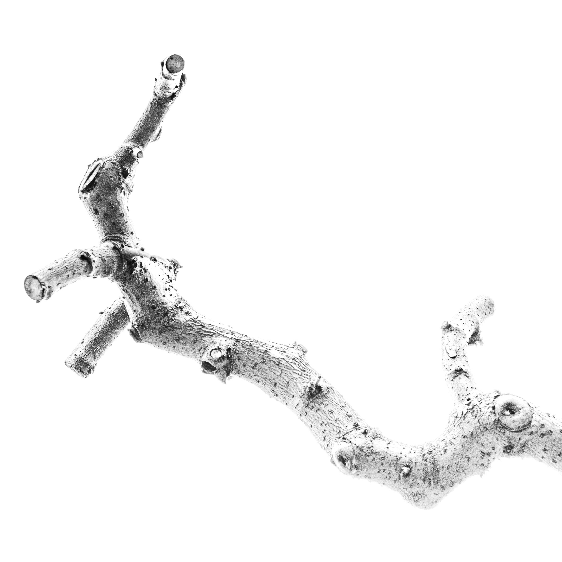 Proyecto Tentacular Spectacular II