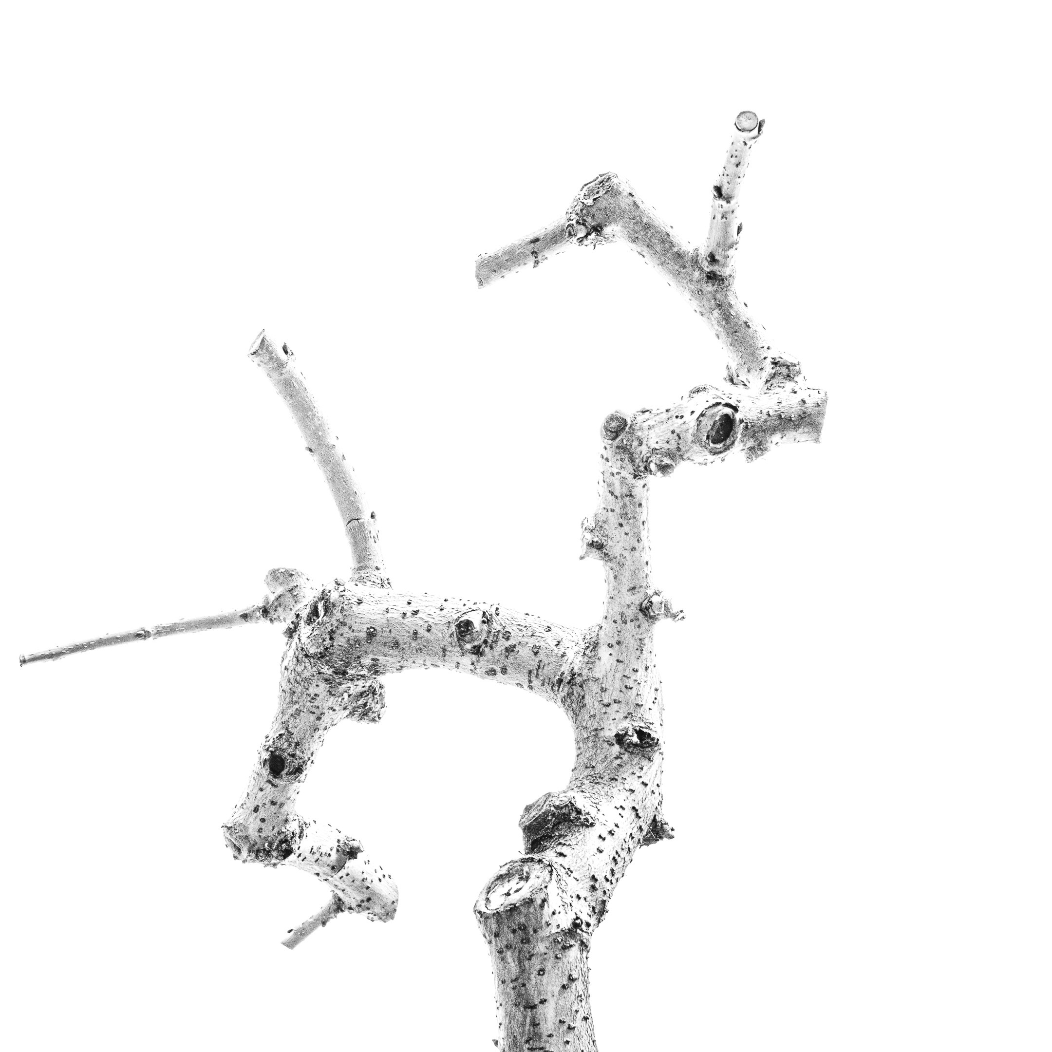 Proyecto Tentacular Spectacular II