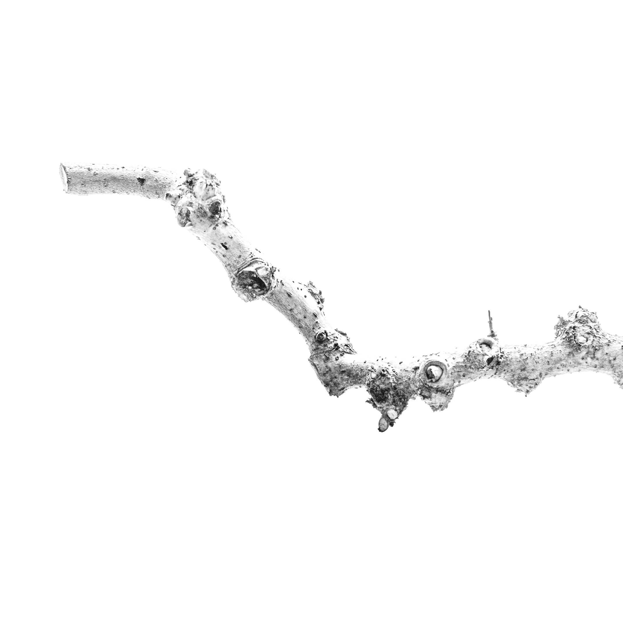 Proyecto Tentacular Spectacular II