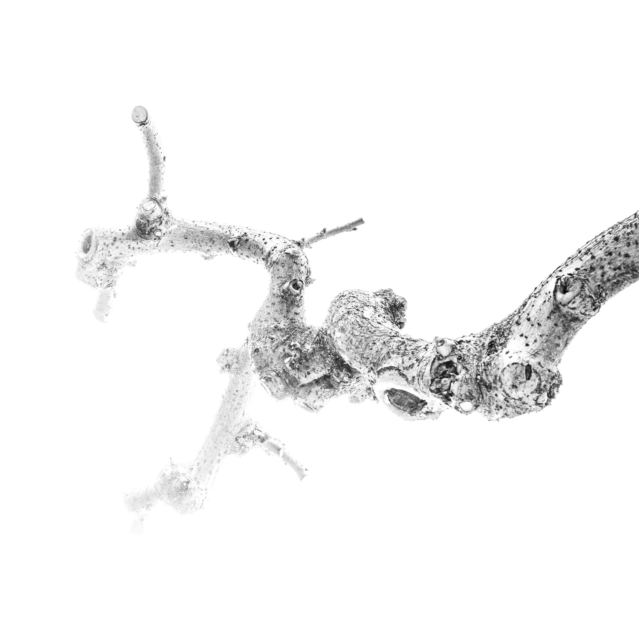 Proyecto Tentacular Spectacular II