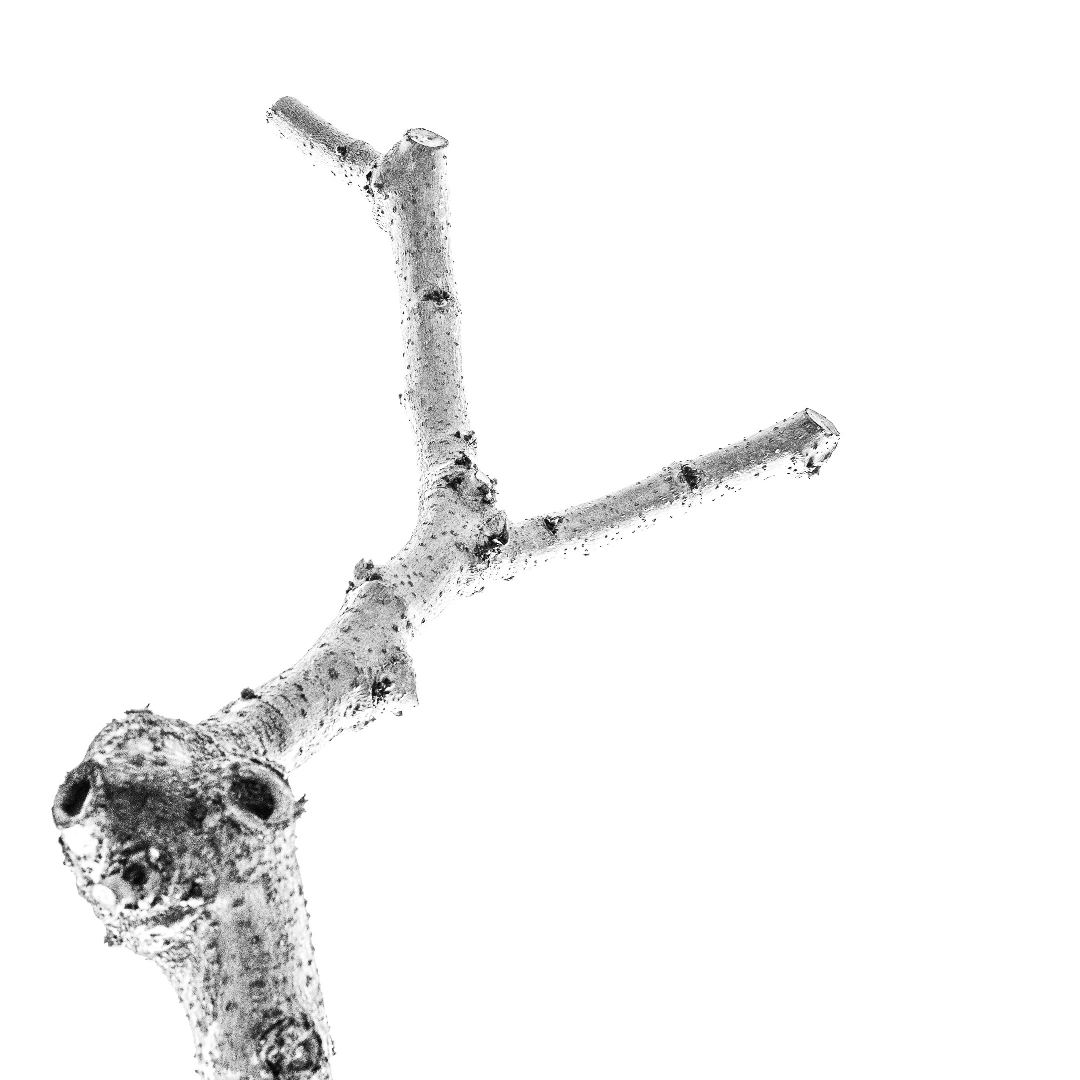 Proyecto Tentacular Spectacular II