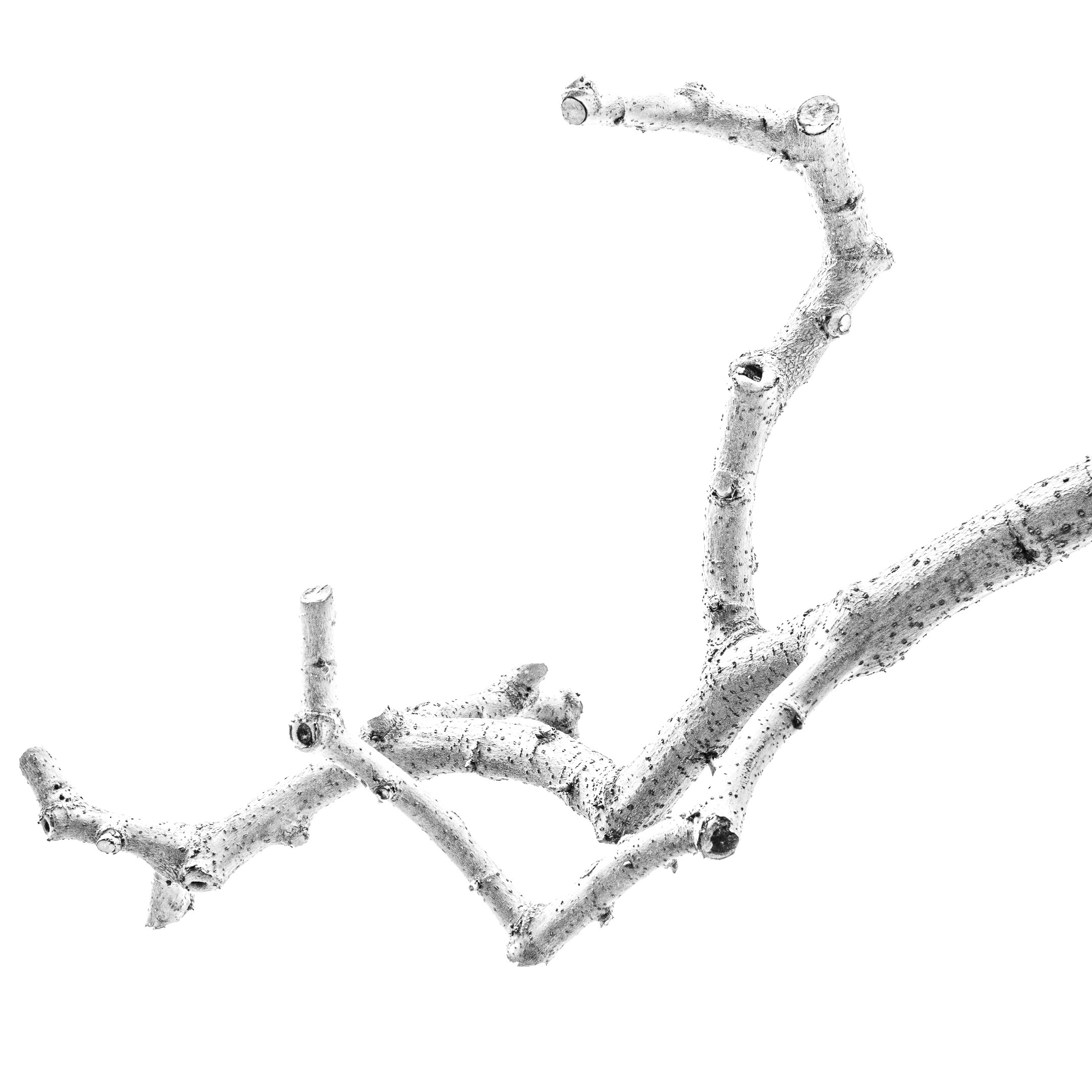 Proyecto Tentacular Spectacular II