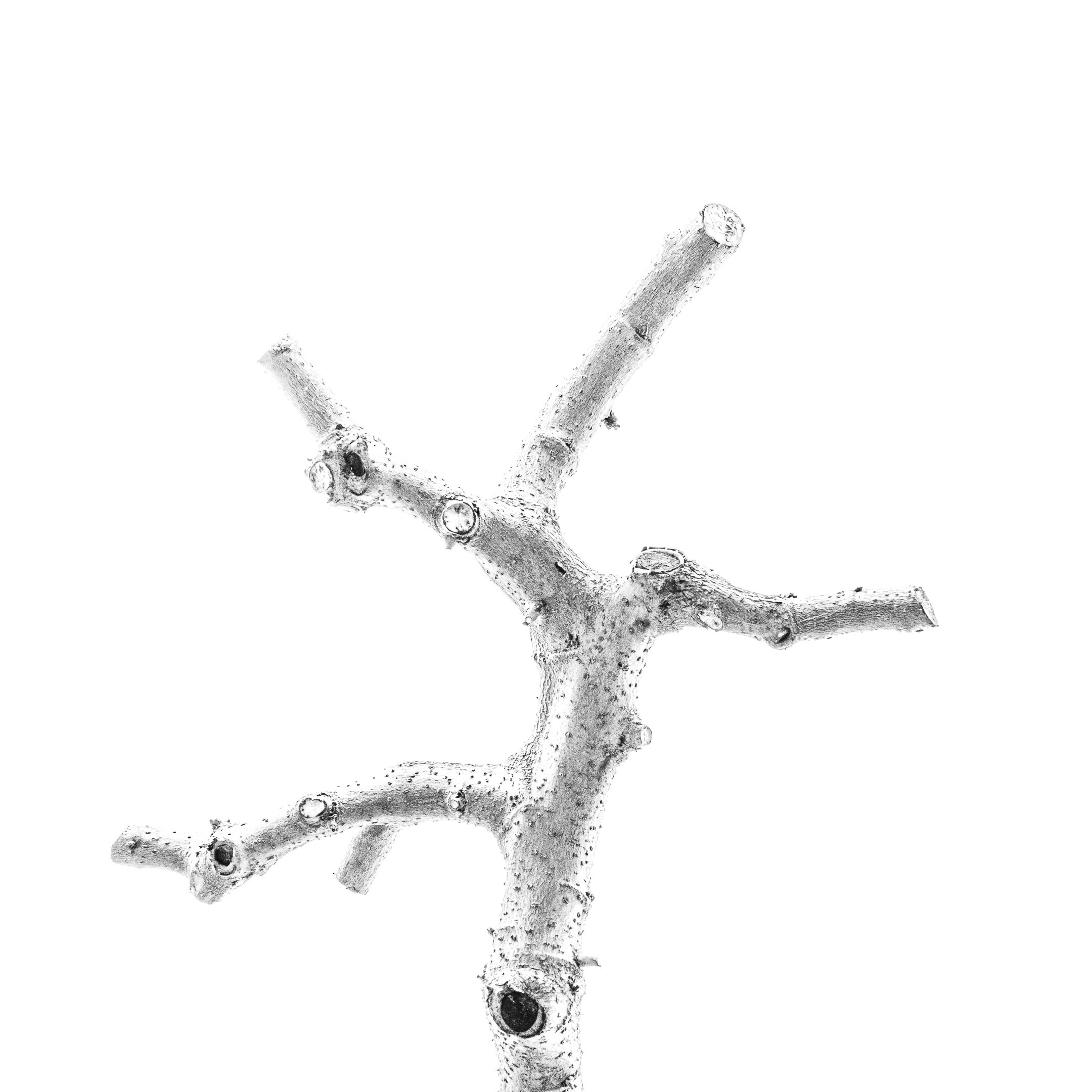 Proyecto Tentacular Spectacular II