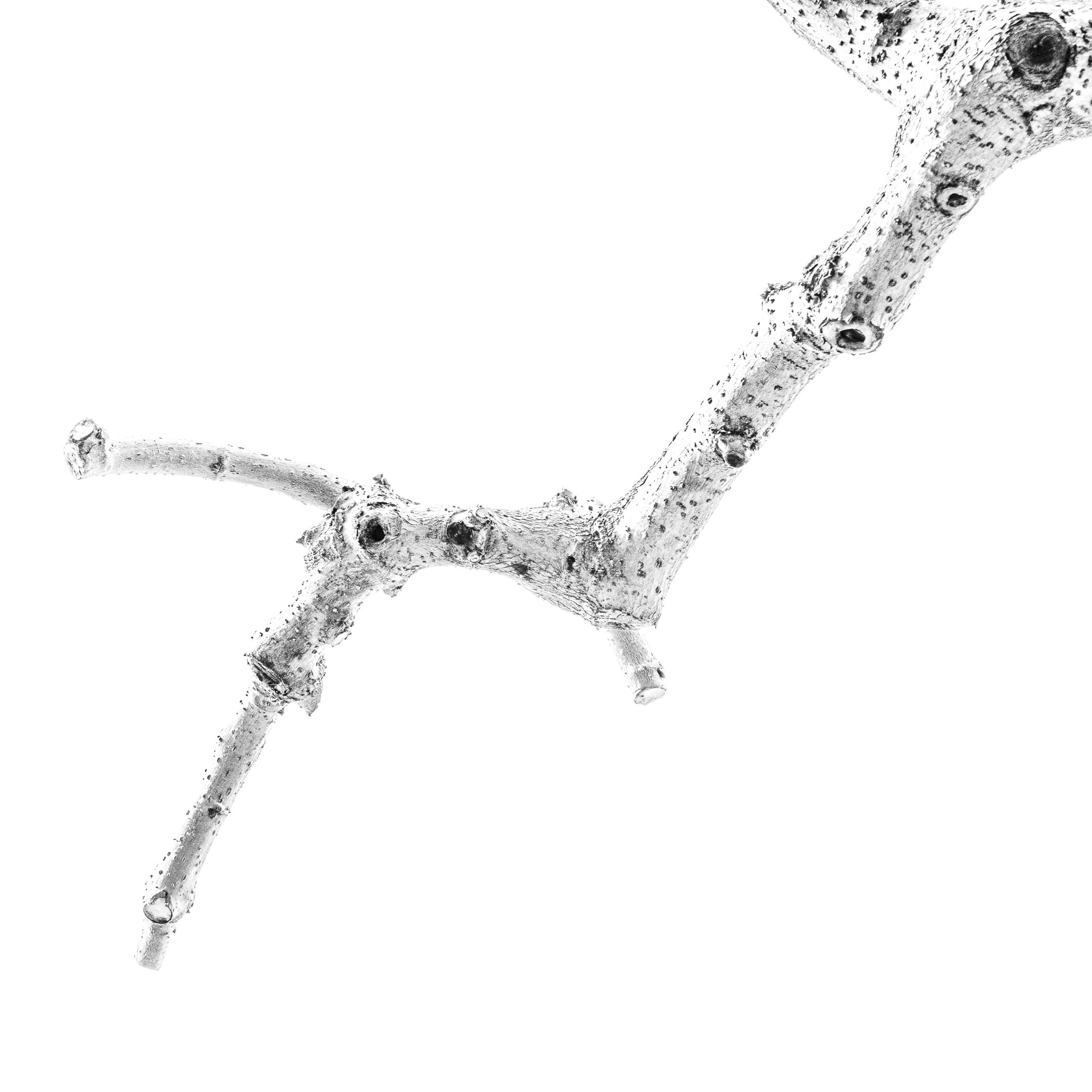 Proyecto Tentacular Spectacular II