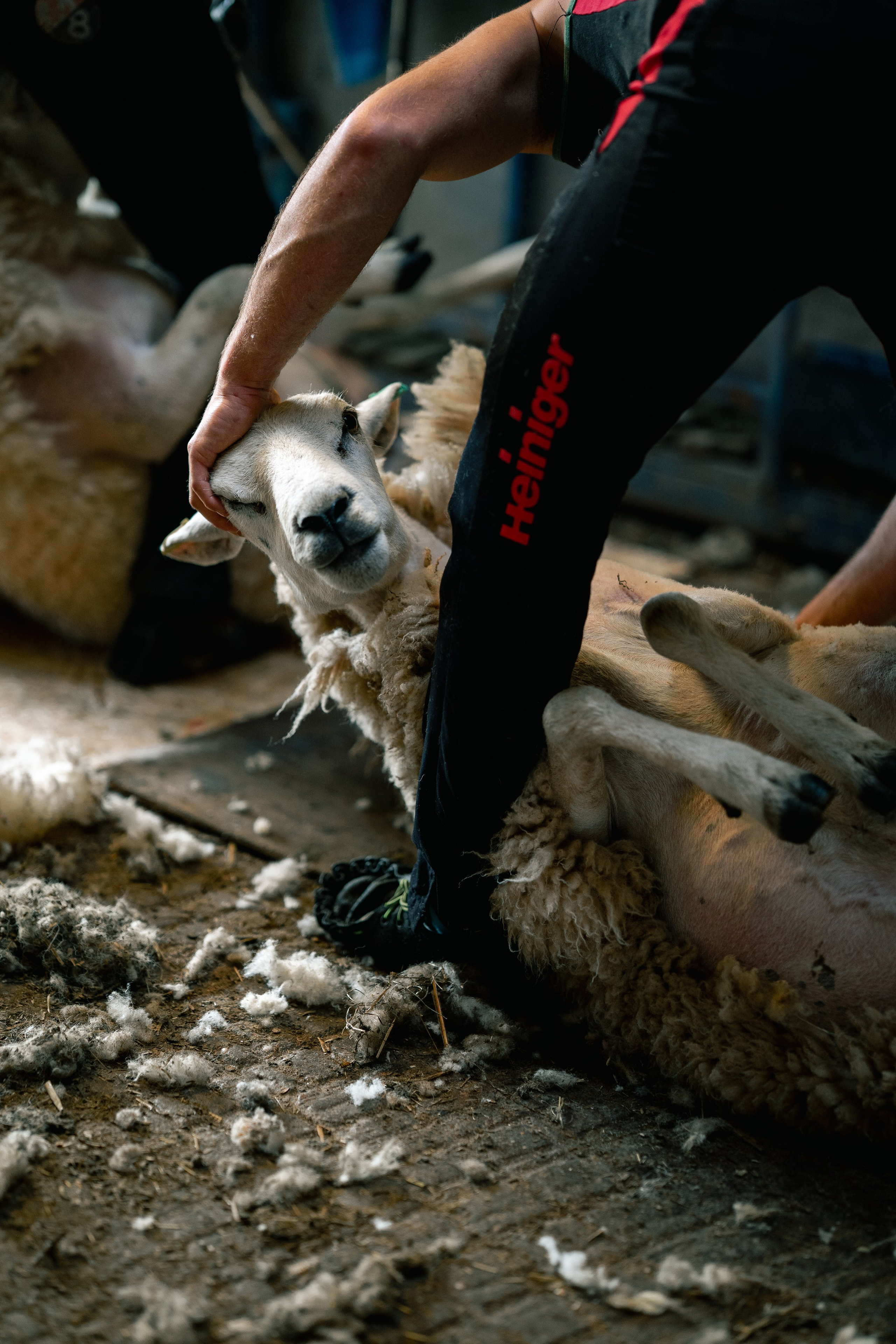 Farm Life. Ryan Hewitt Photographer