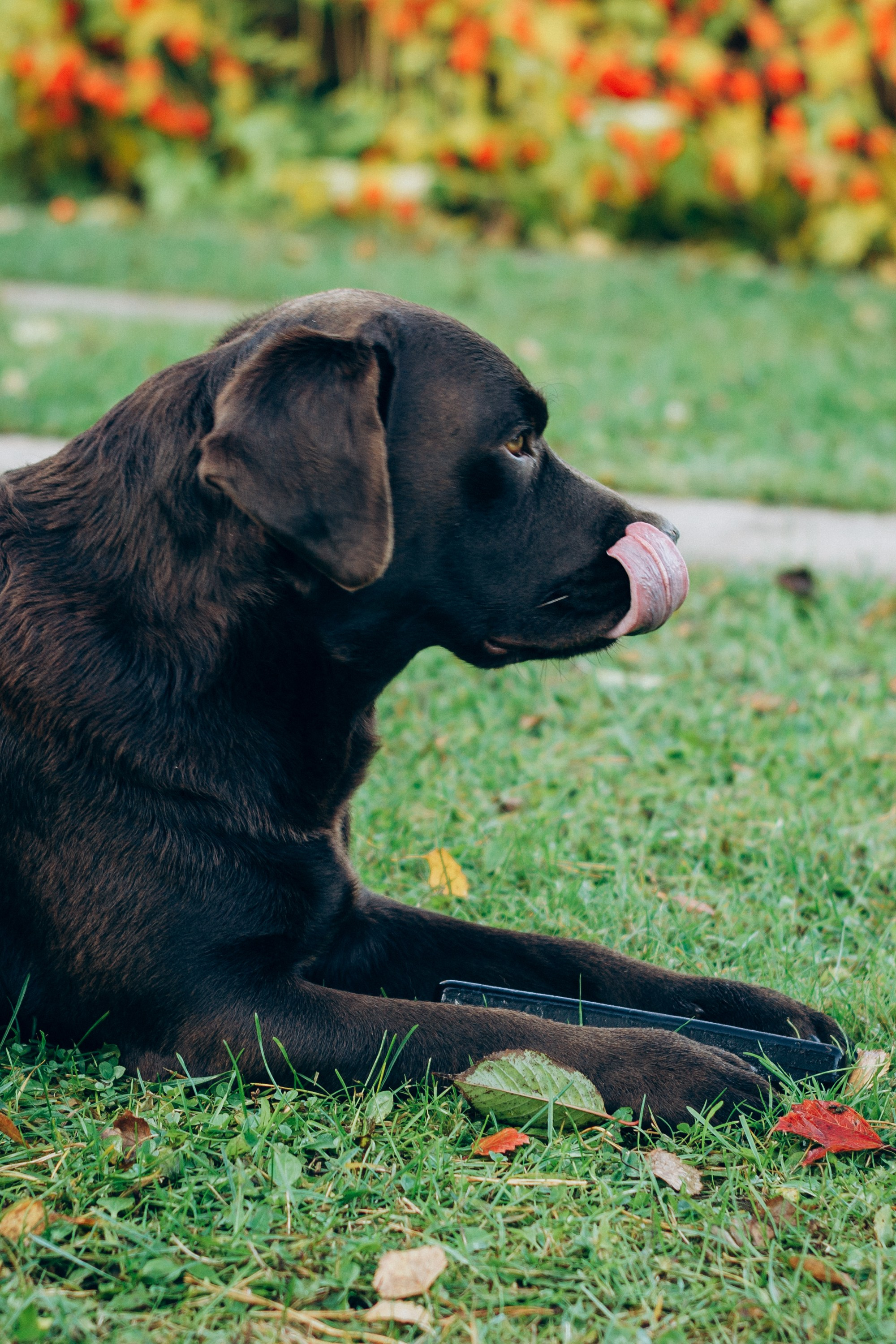 Harvi, chocolate Labrador Retriever. Kat Laisaar — Pet photographer in Tallinn