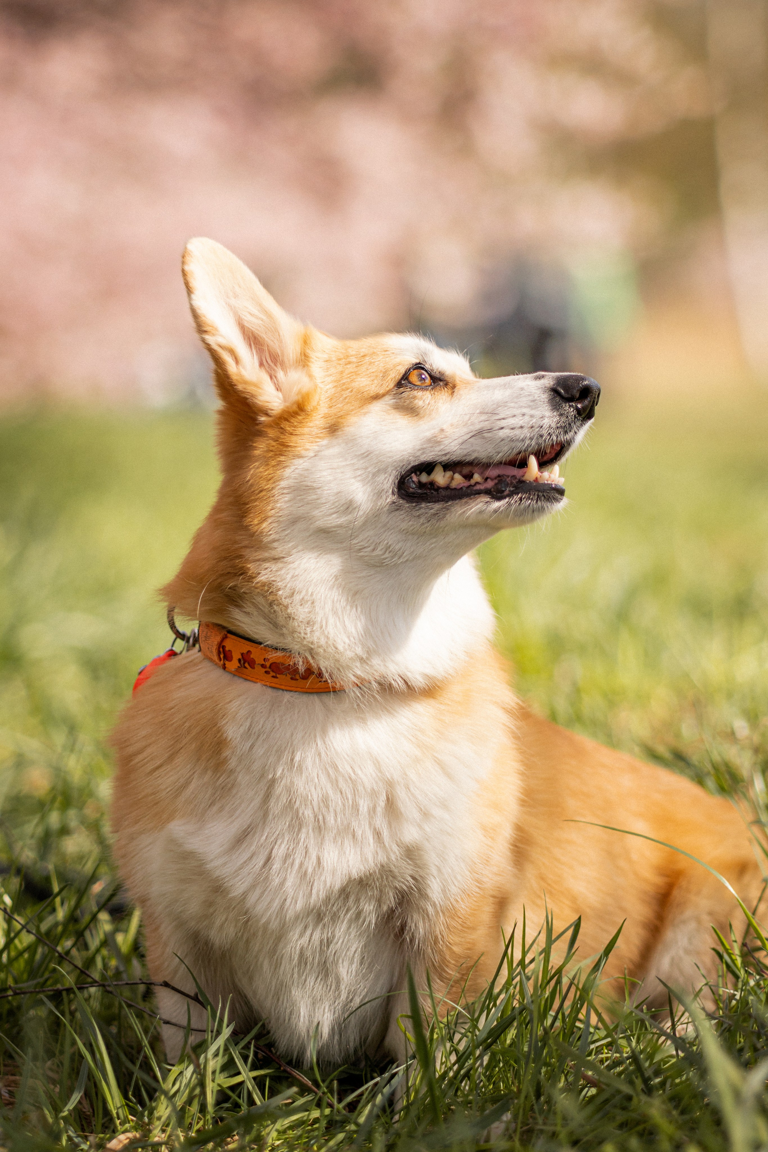Corgis in Sakura blossom. Kat Laisaar — Pet photographer in Tallinn