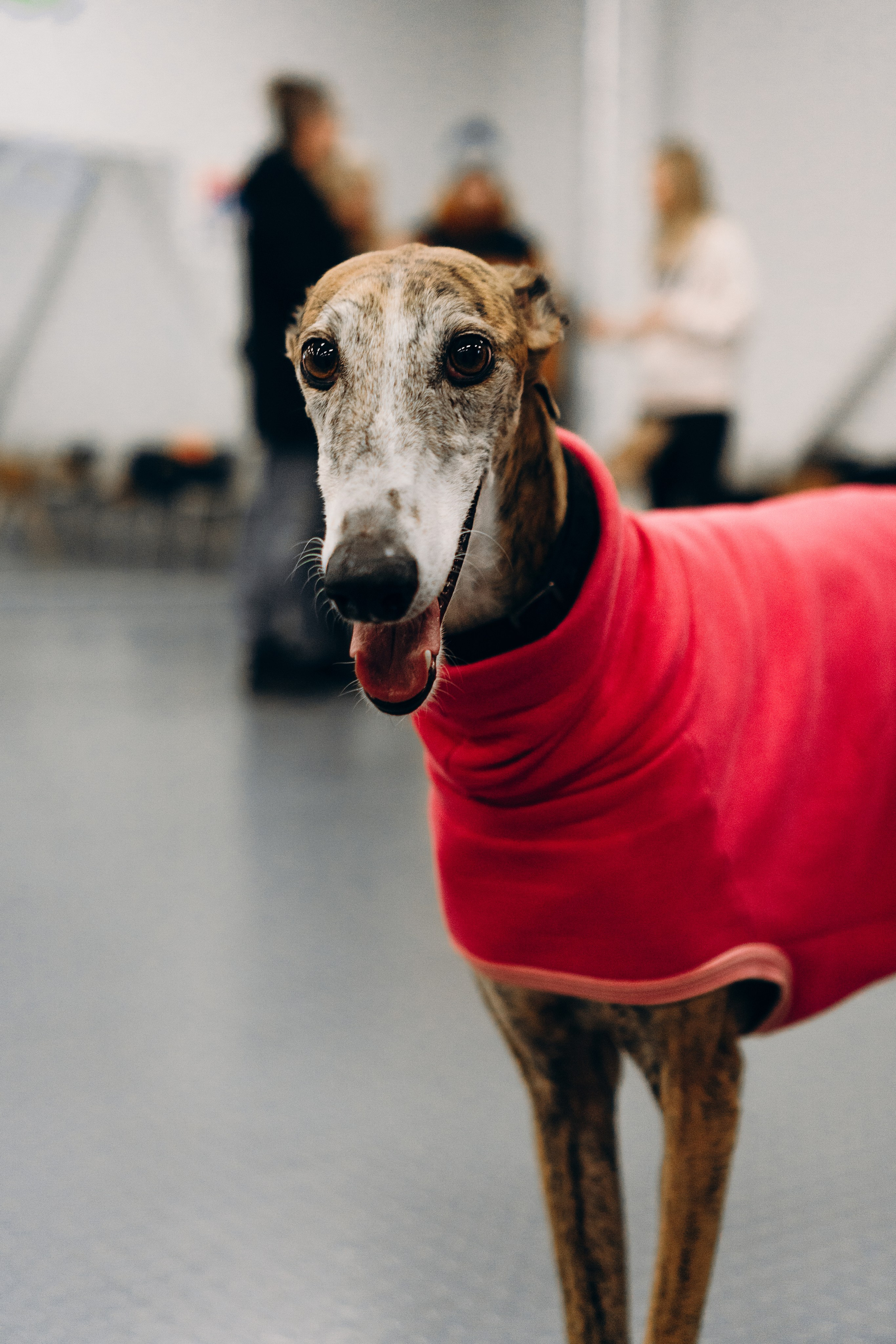 Galgotreff, 9 feb. 2025. Kat Laisaar — Pet photographer in Tallinn