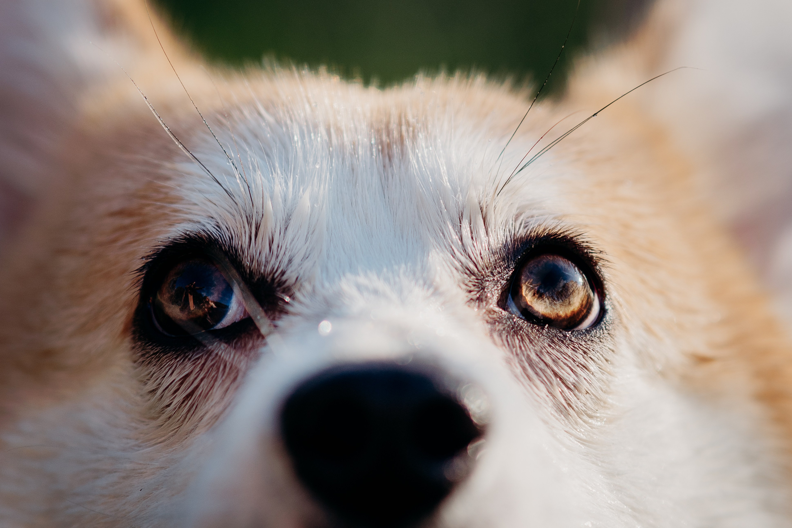 Liisa, Alexander & Marsel. Фотограф-анималист в Таллинне, Катя Лайсаар