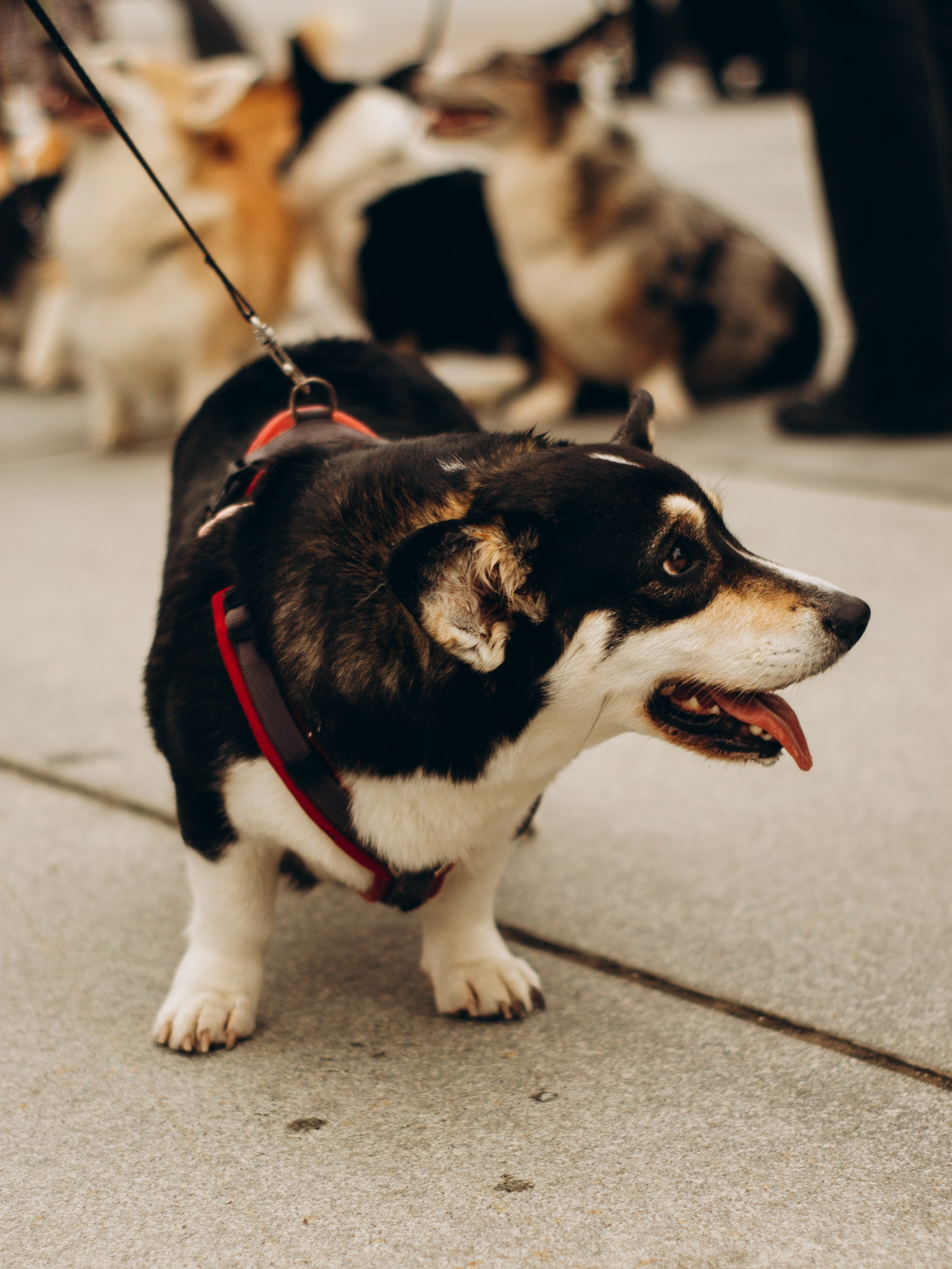 Corgi party, september. Kat Laisaar — Pet photographer in Tallinn