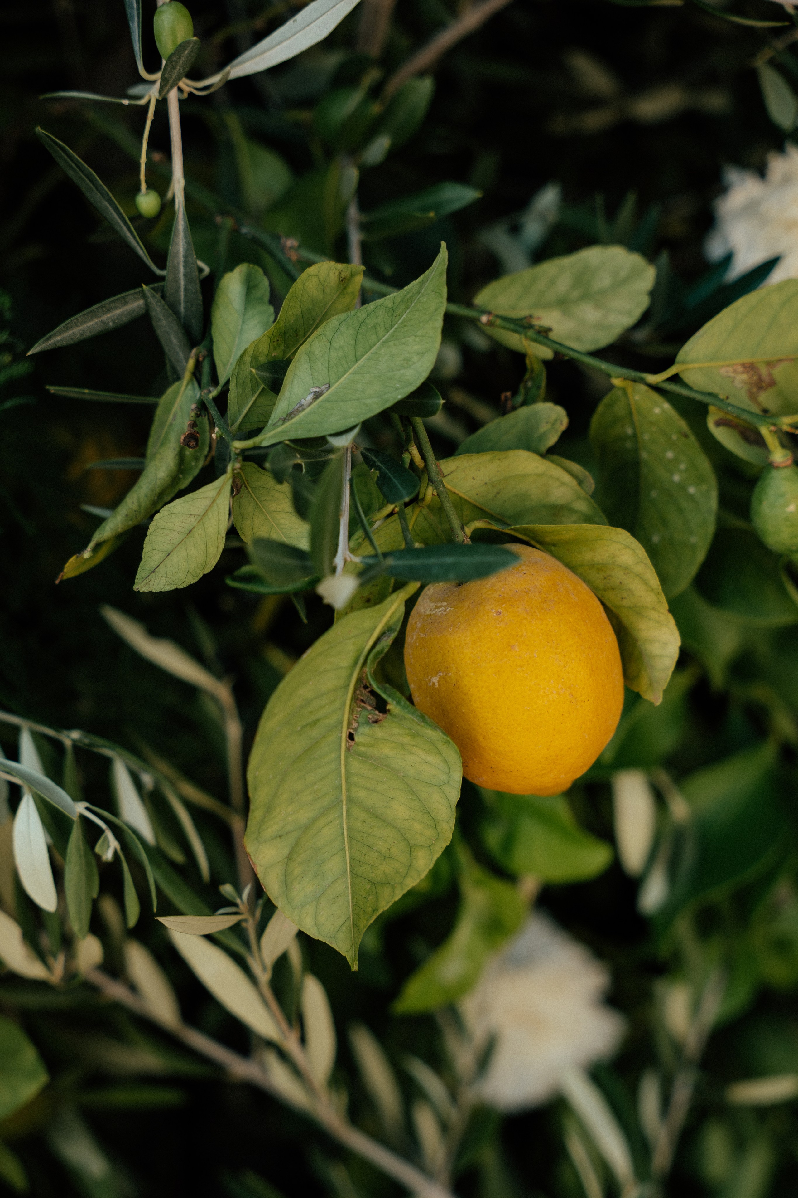 Gonzalo & Maria (Murcia)