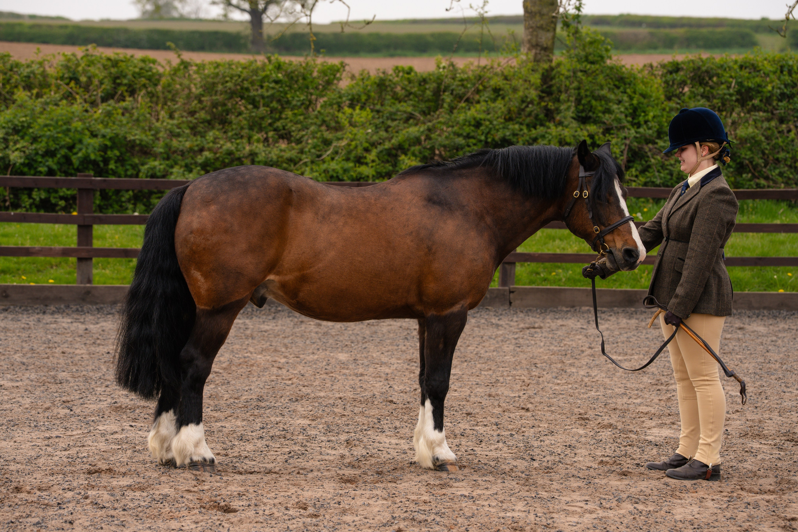 Showing. Leicestershire Equine Photography by El | Authentic Equine Portraits & Events