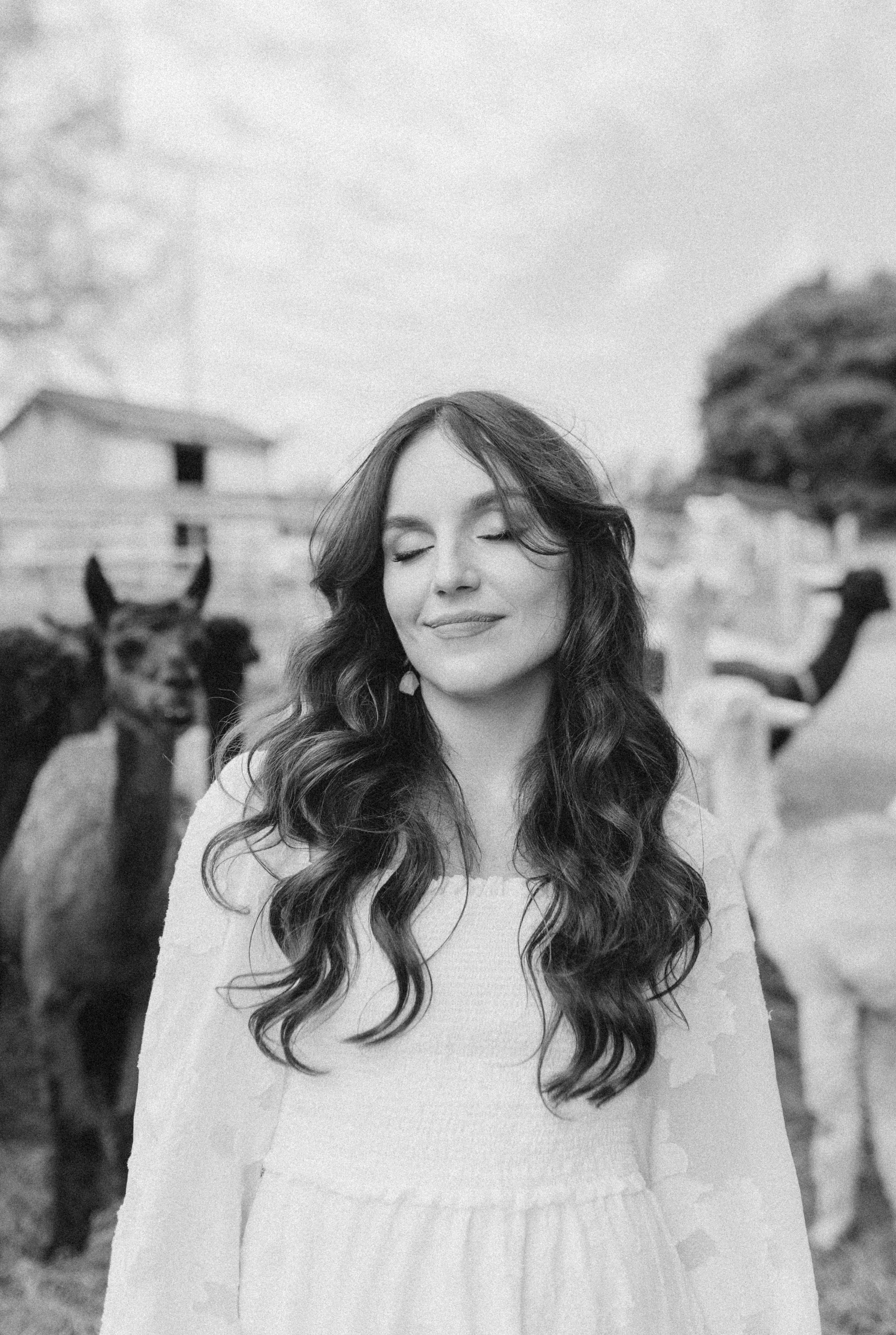 Alpacas Farm. Chernenko.photography