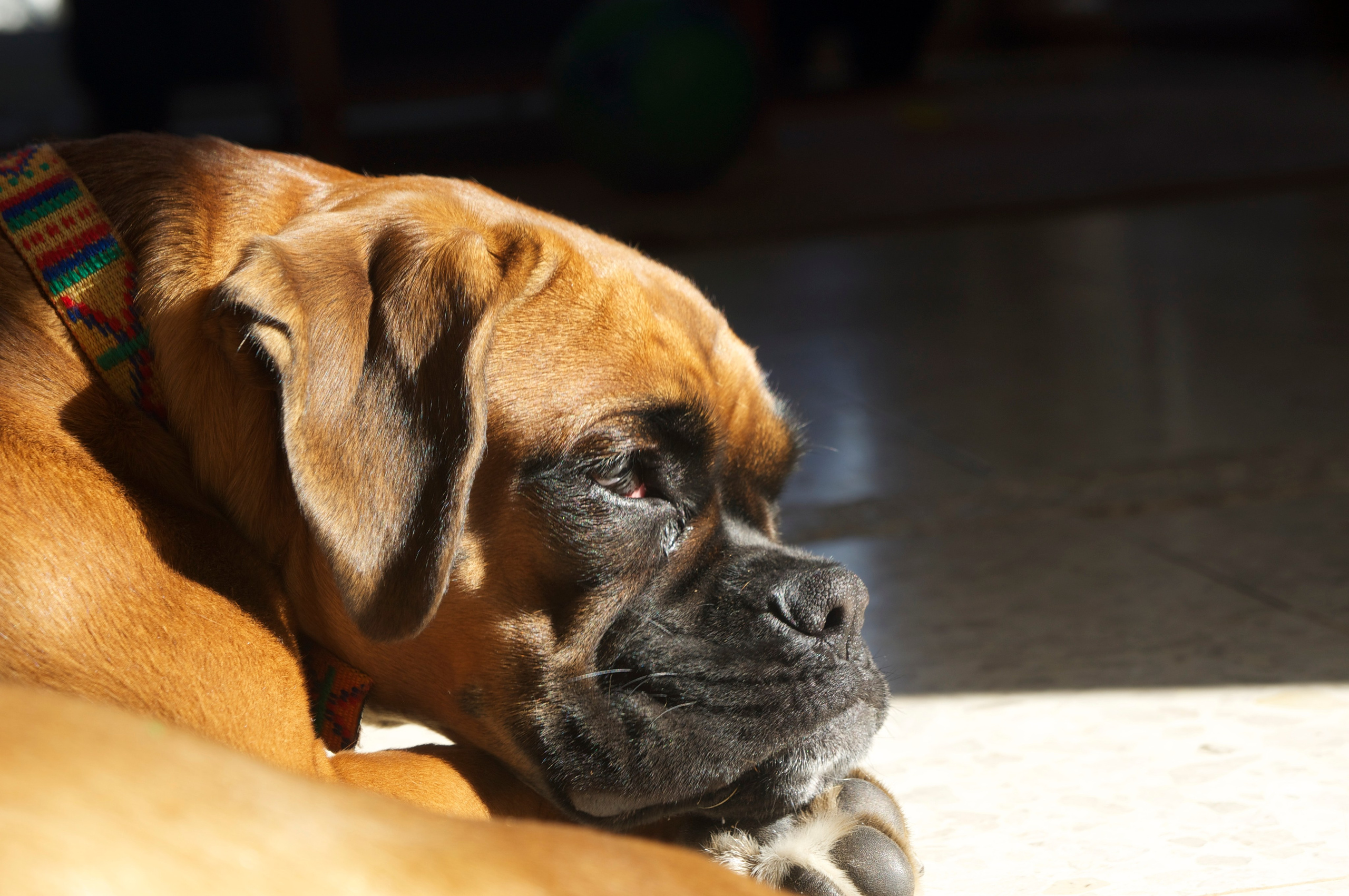 My ״Star״ Boxer Dog