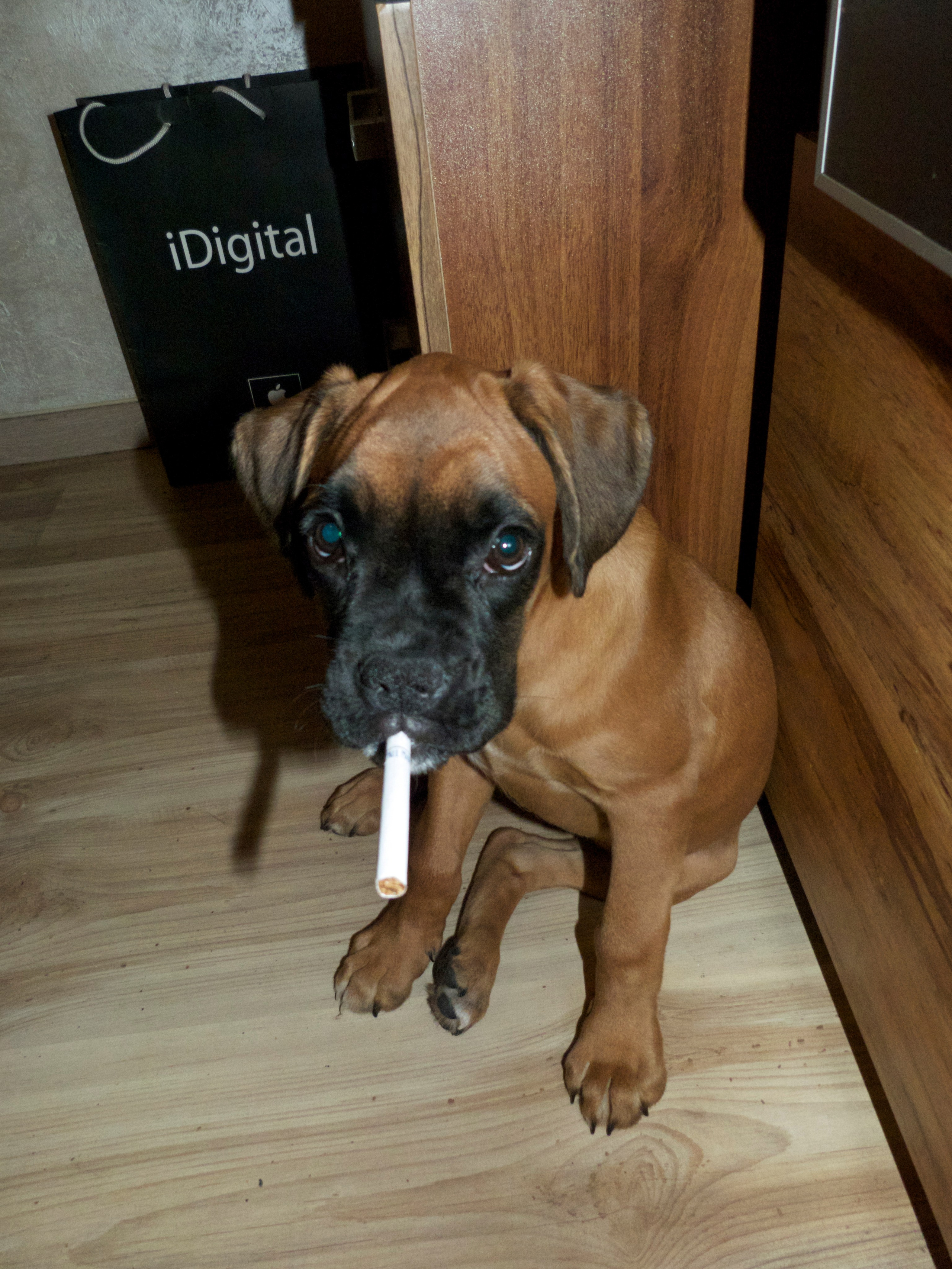 My ״Star״ Boxer Dog