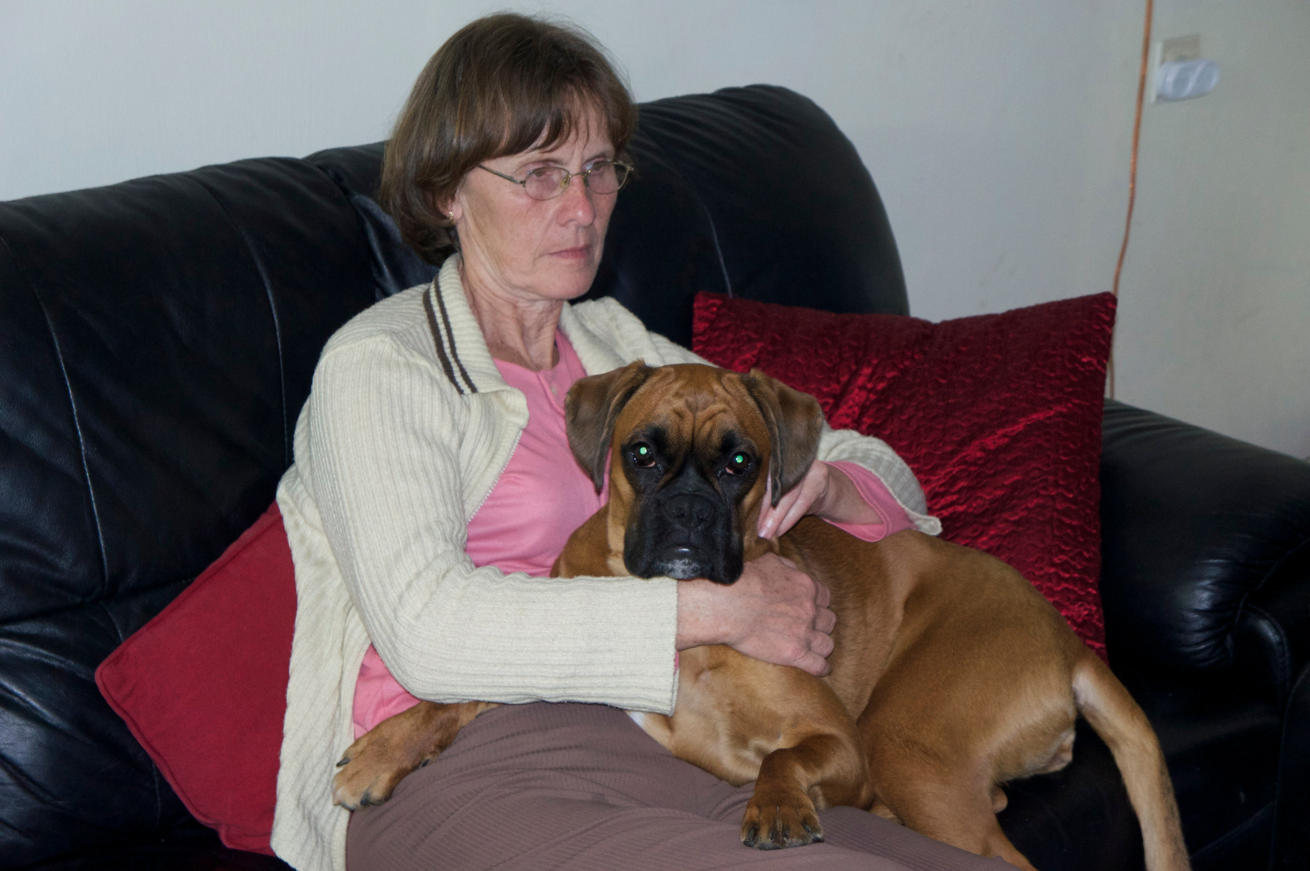 My ״Star״ Boxer Dog