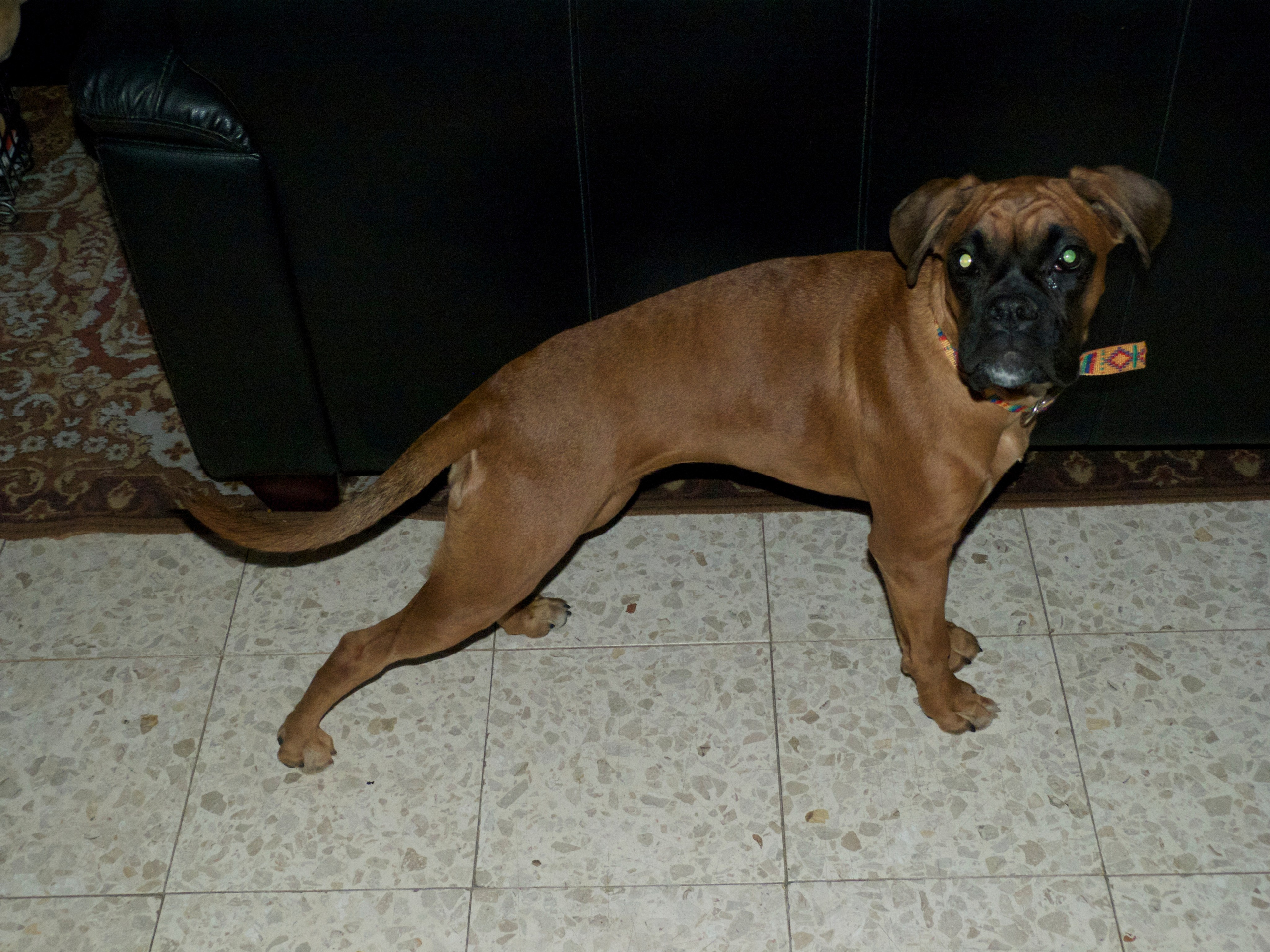 My ״Star״ Boxer Dog