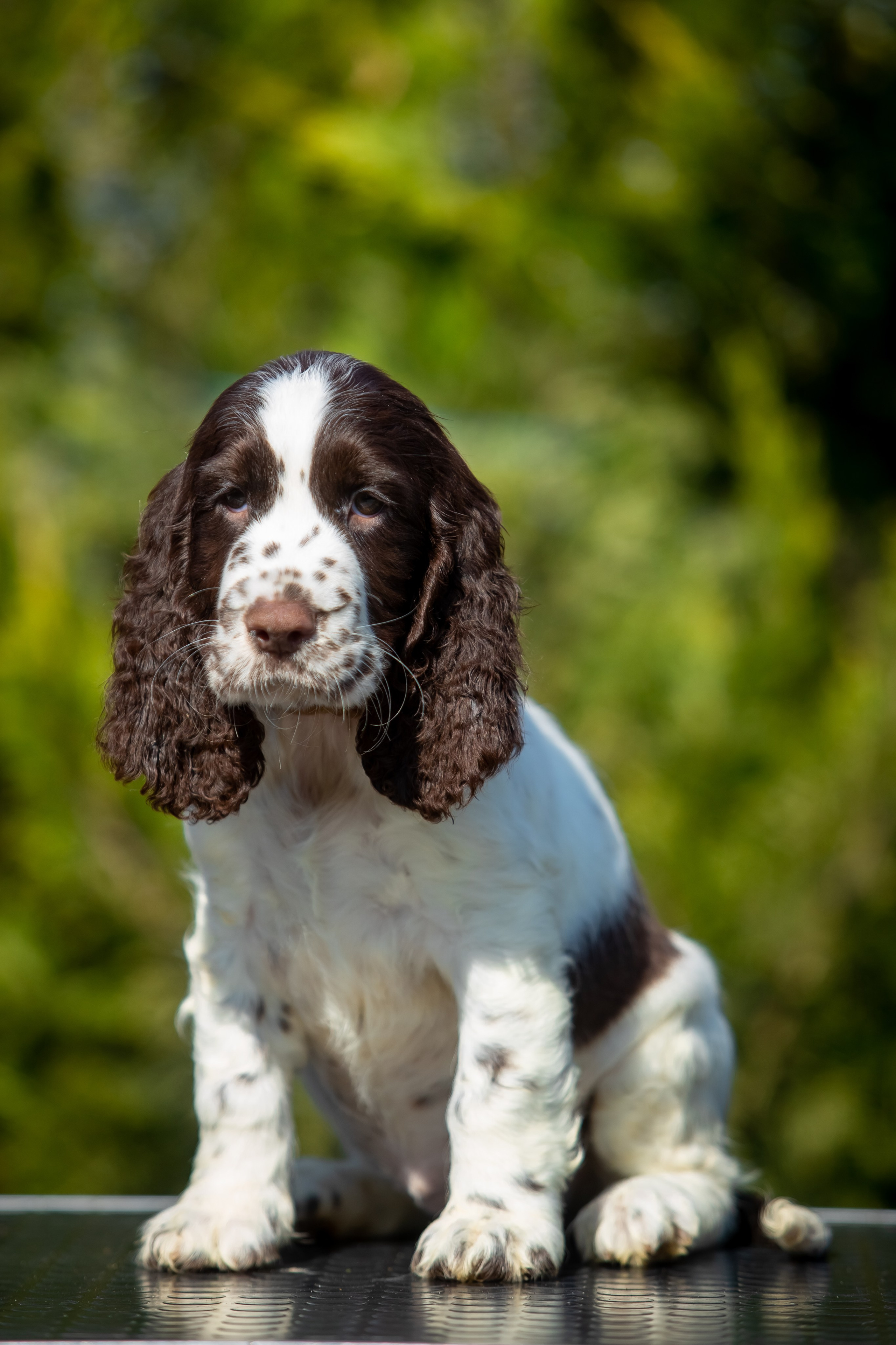 Female — Grey collar 🩶. Website of the titled stud dog of the Springer Spaniel breed