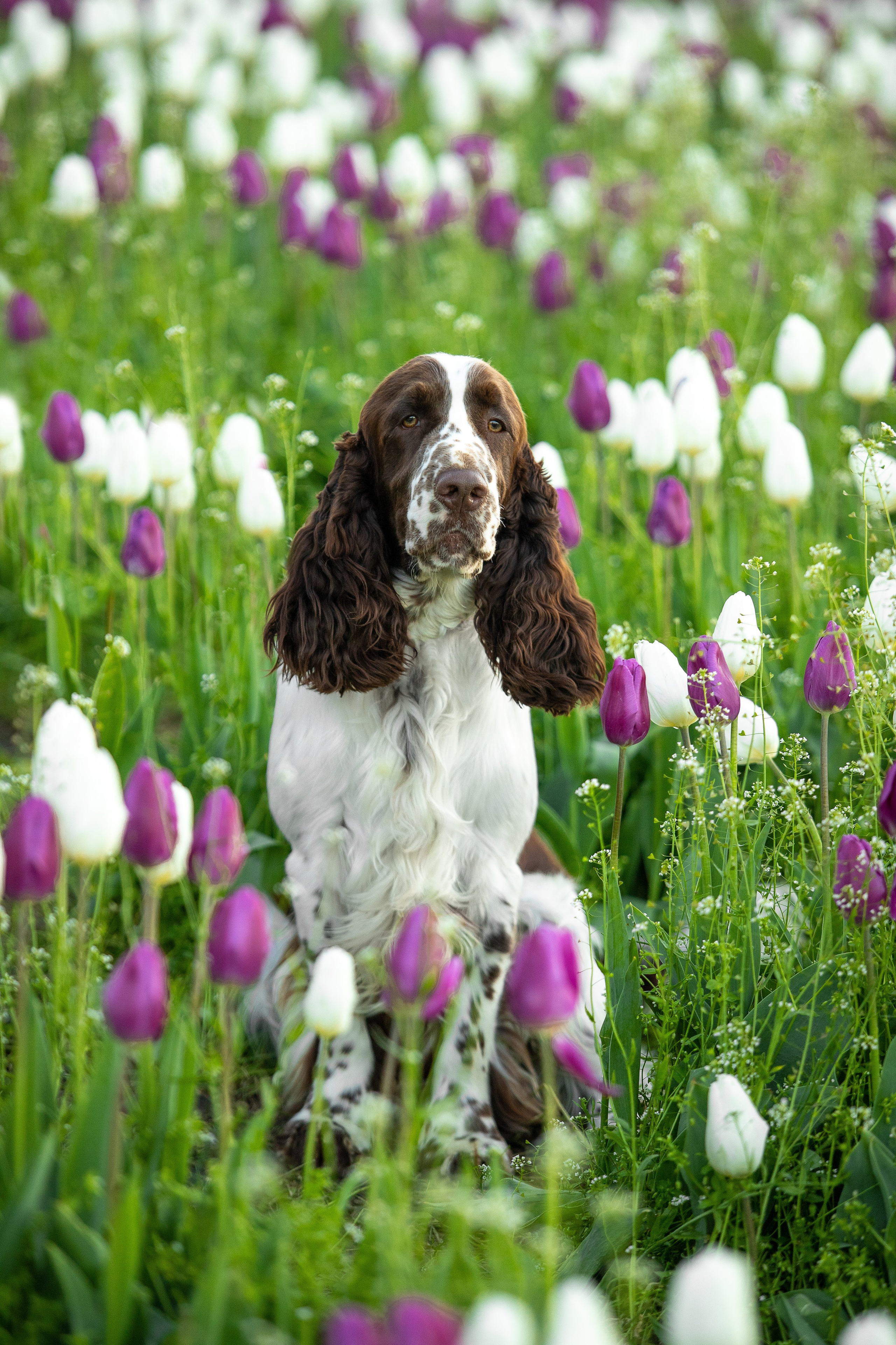 portrait of an English Springer Spaniel