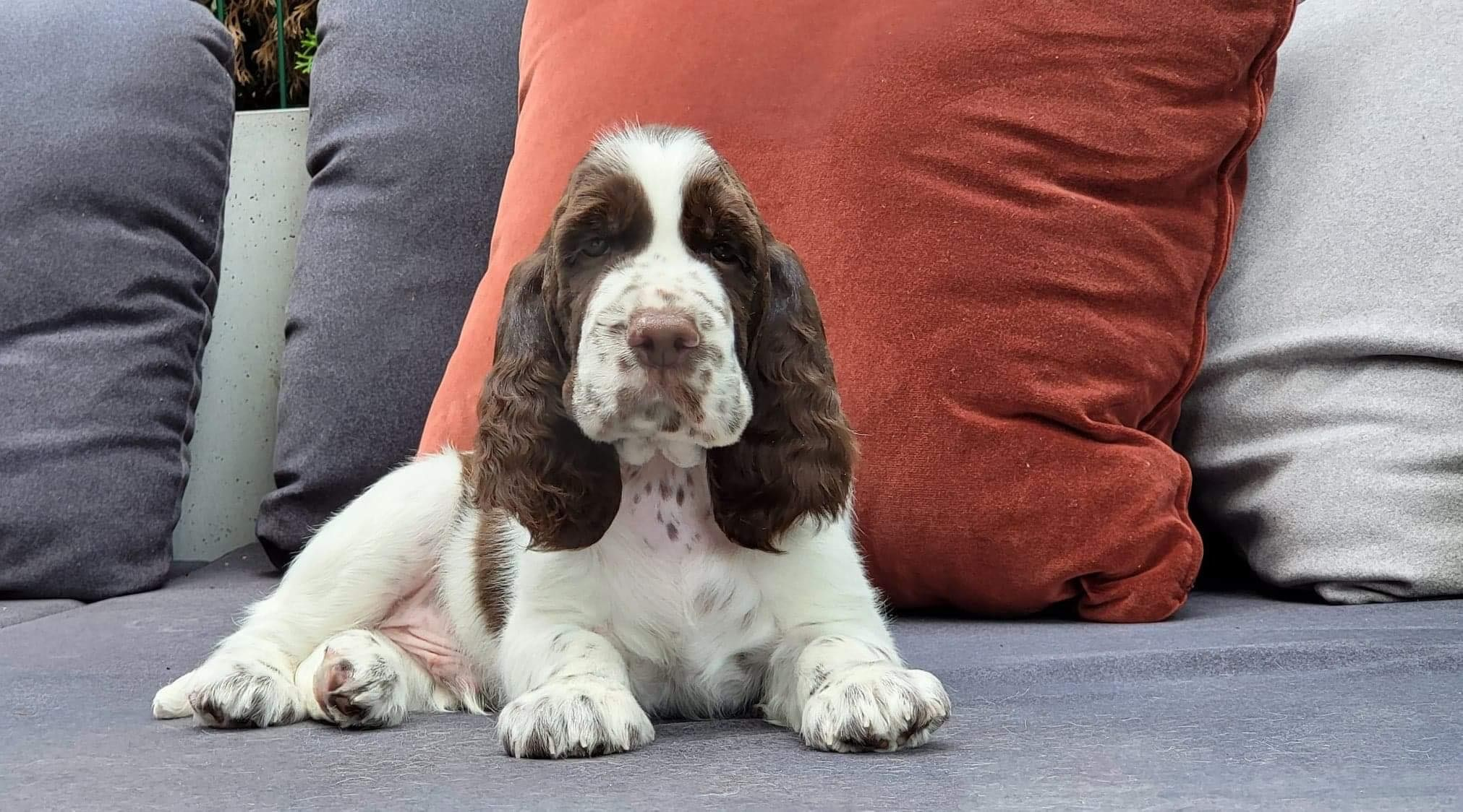 Our Male | International English Springer Spaniel Show Kennel. Website of the titled stud dog of the Springer Spaniel breed