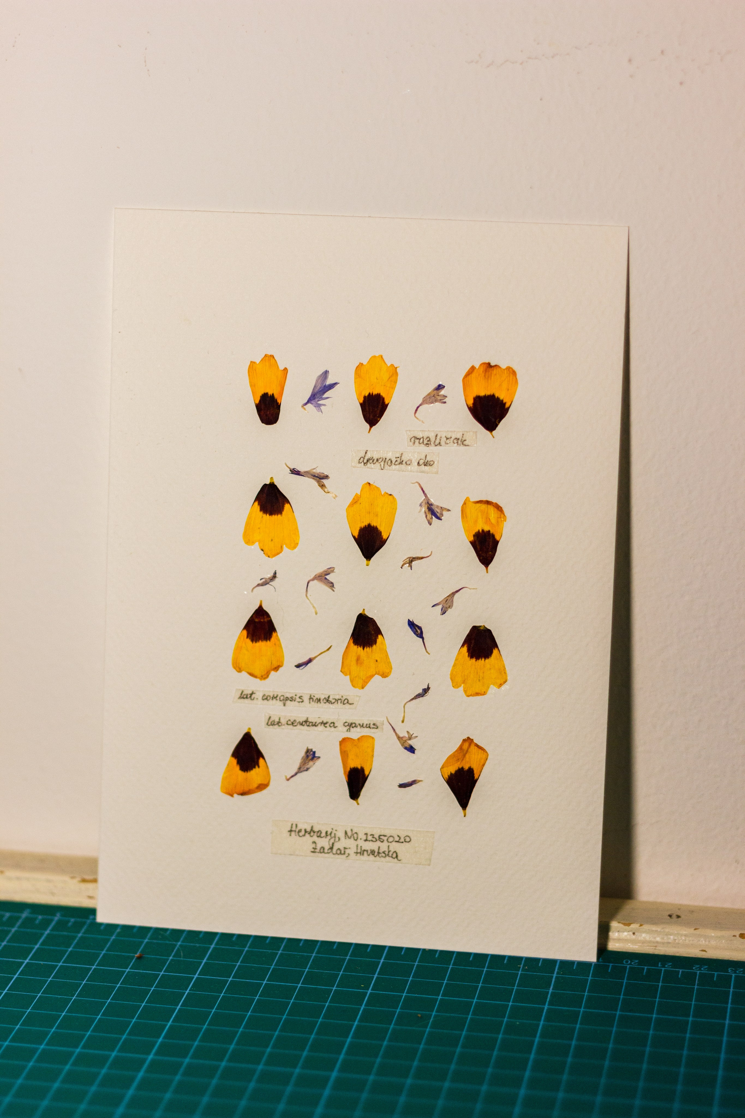 Portfolio. Herbarij studio