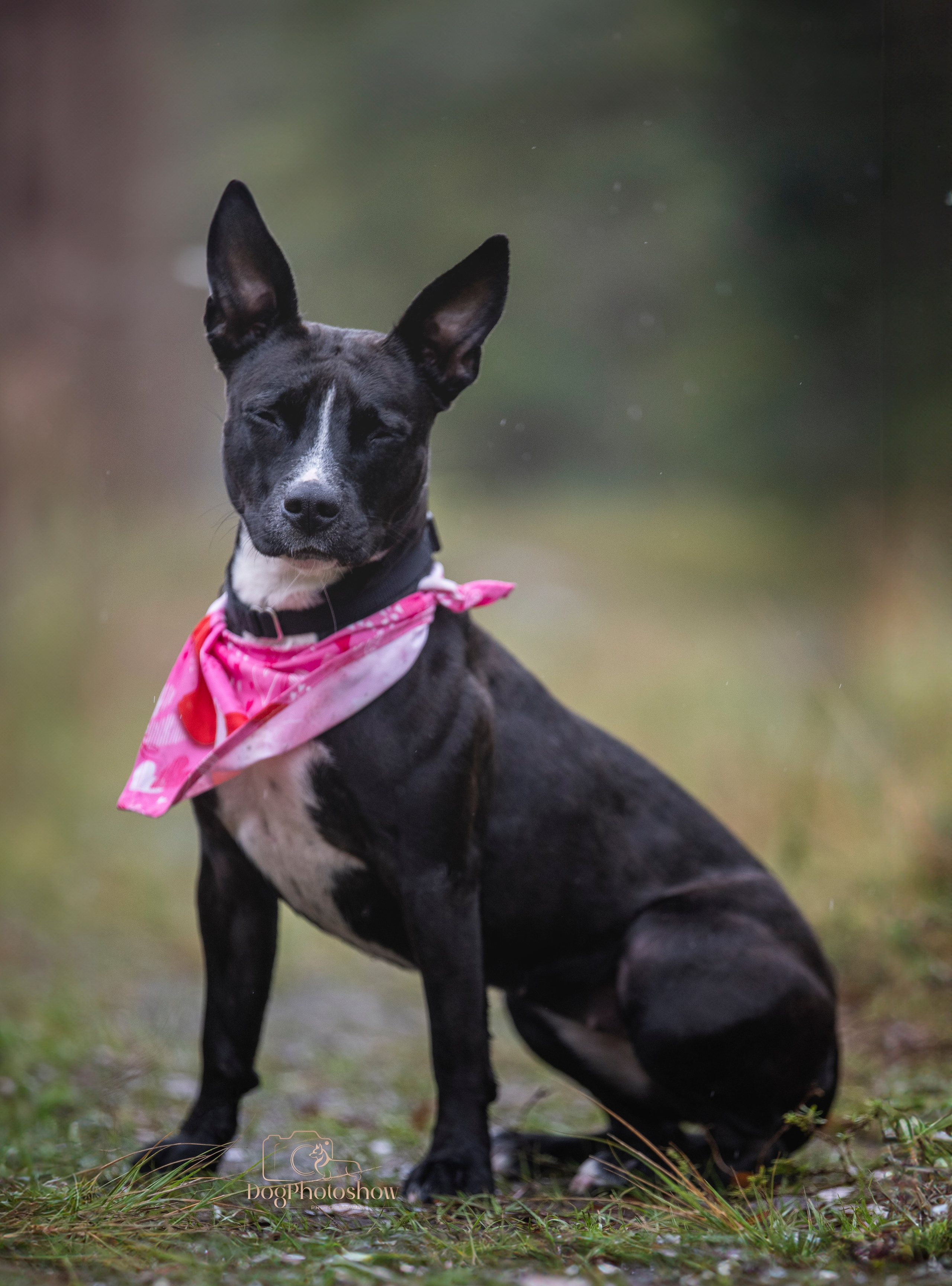 📸 3. Katerina Royter Pet Photographer North Florida