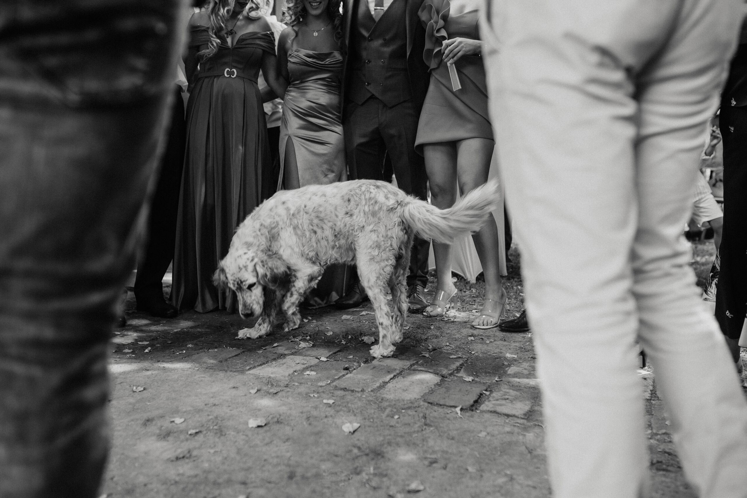 Jovana & Zoran. Wedding photographer based in Novi Sad, Marko Milivojevic