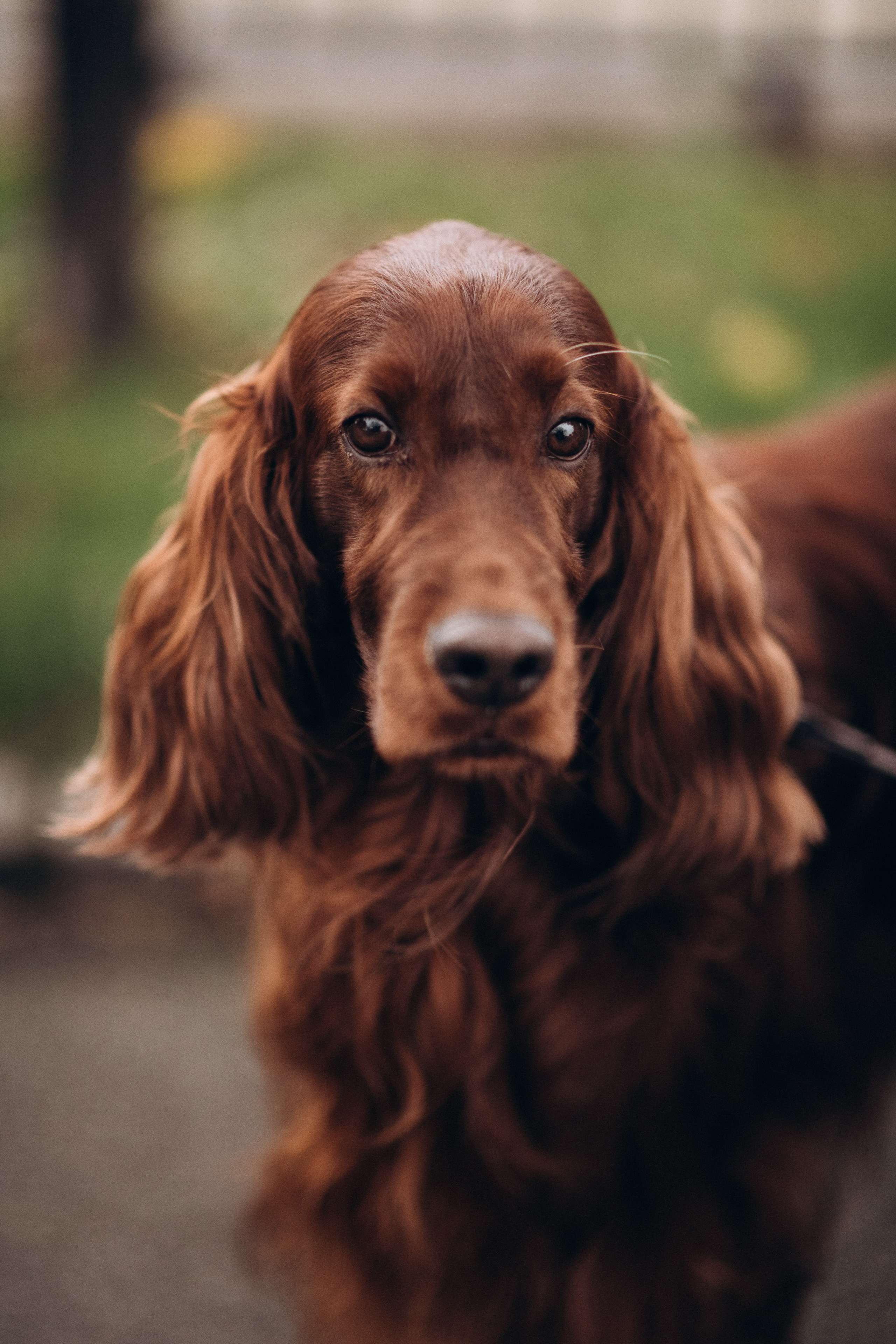portrait of the dog setter