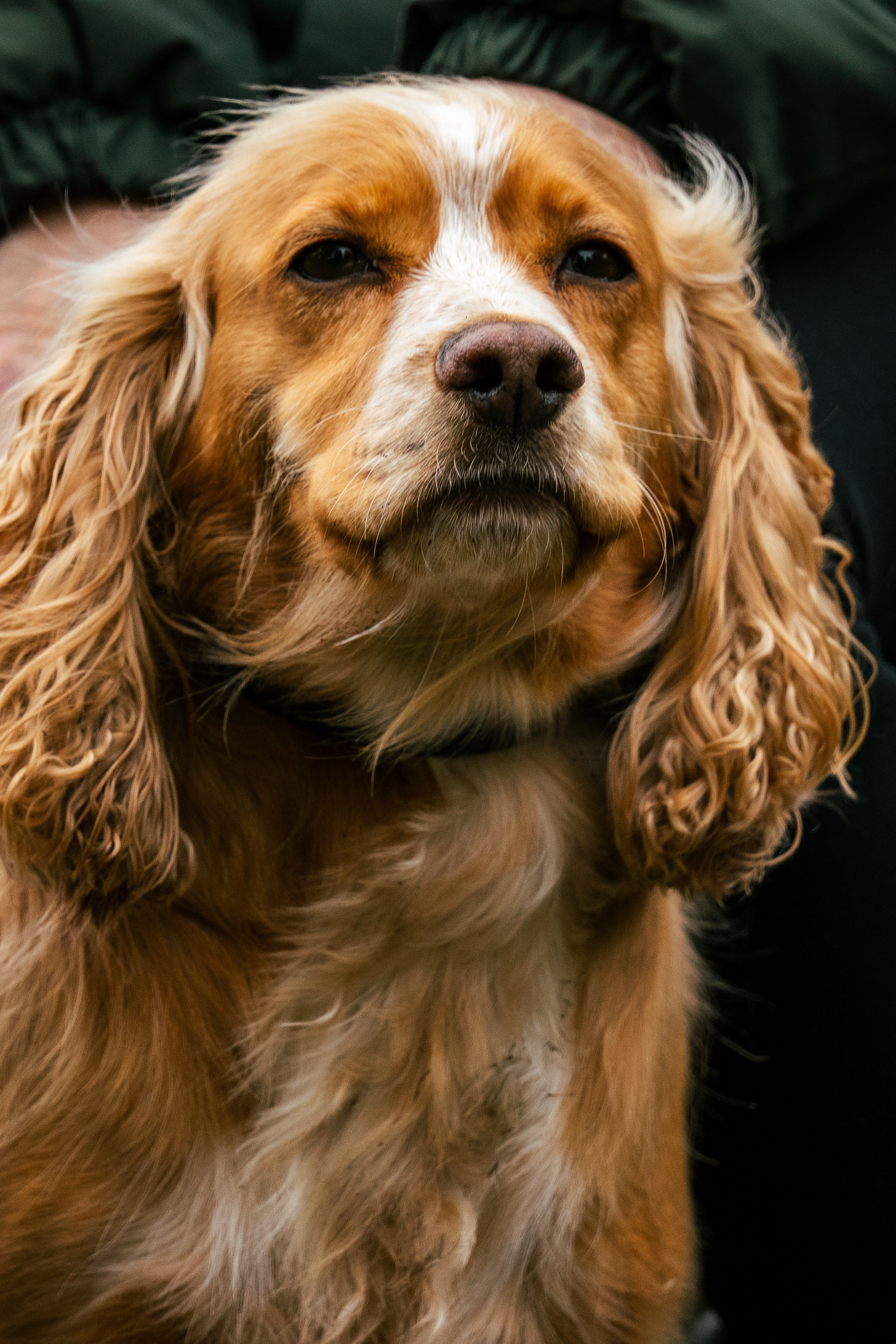 Pets. Ryan Hewitt Photographer