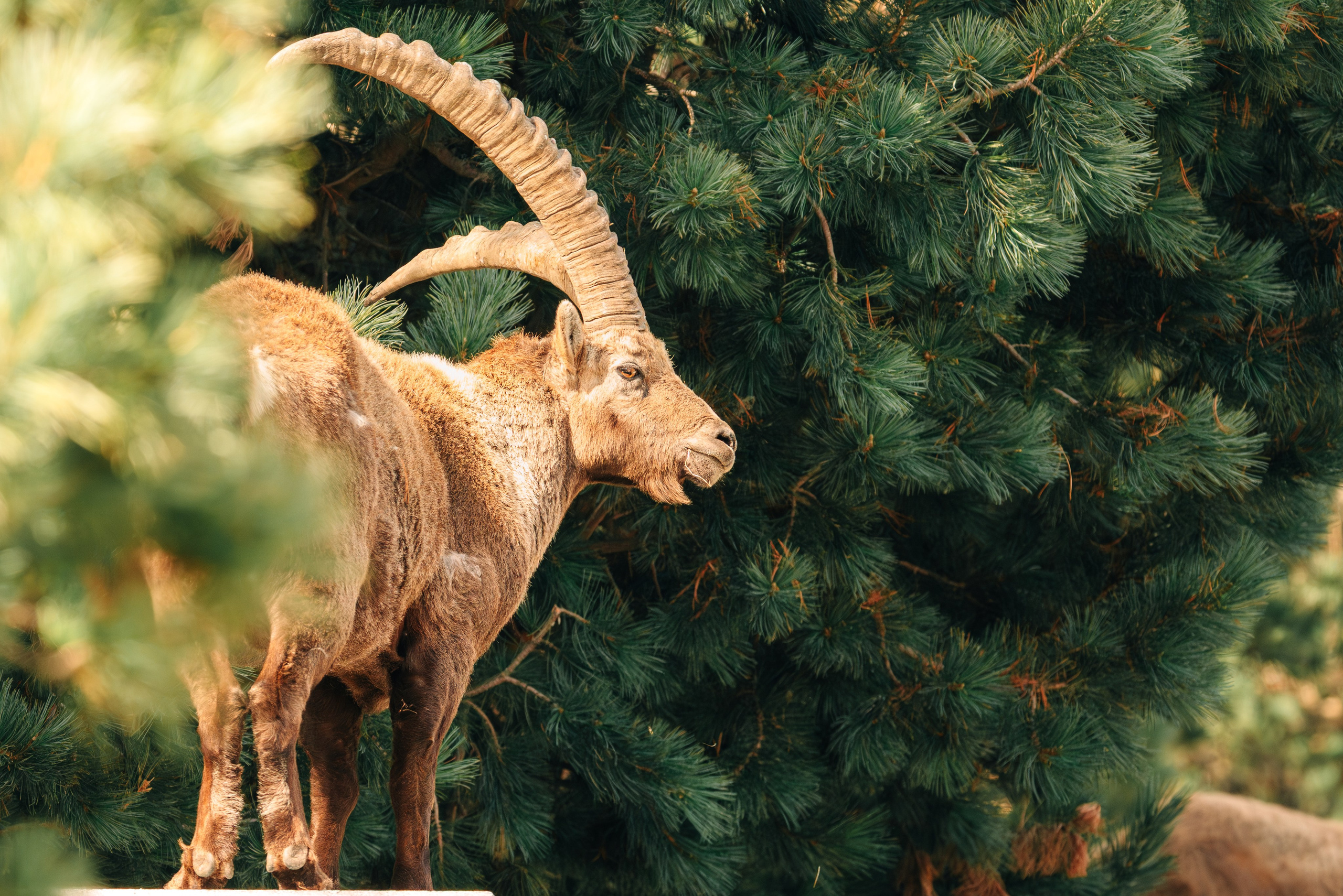 Capricorns in Pontresina. Lutsenko Visuals — Photography & Visual Content