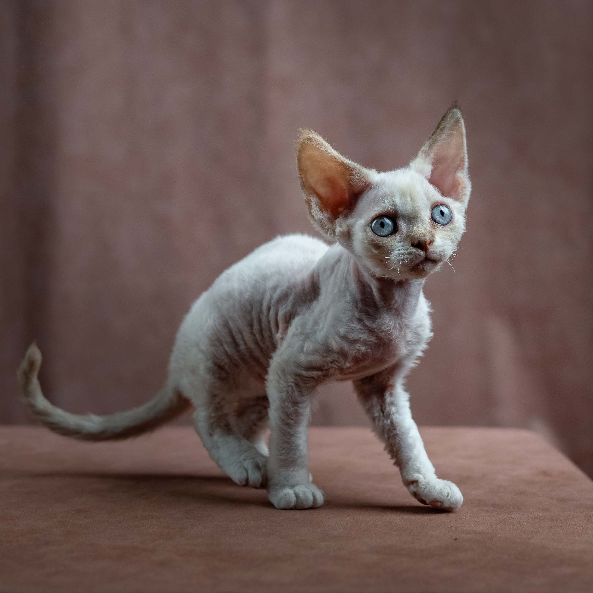 Jessica, girl, born 06.25.2025. Devon Rex Pixie Cattery