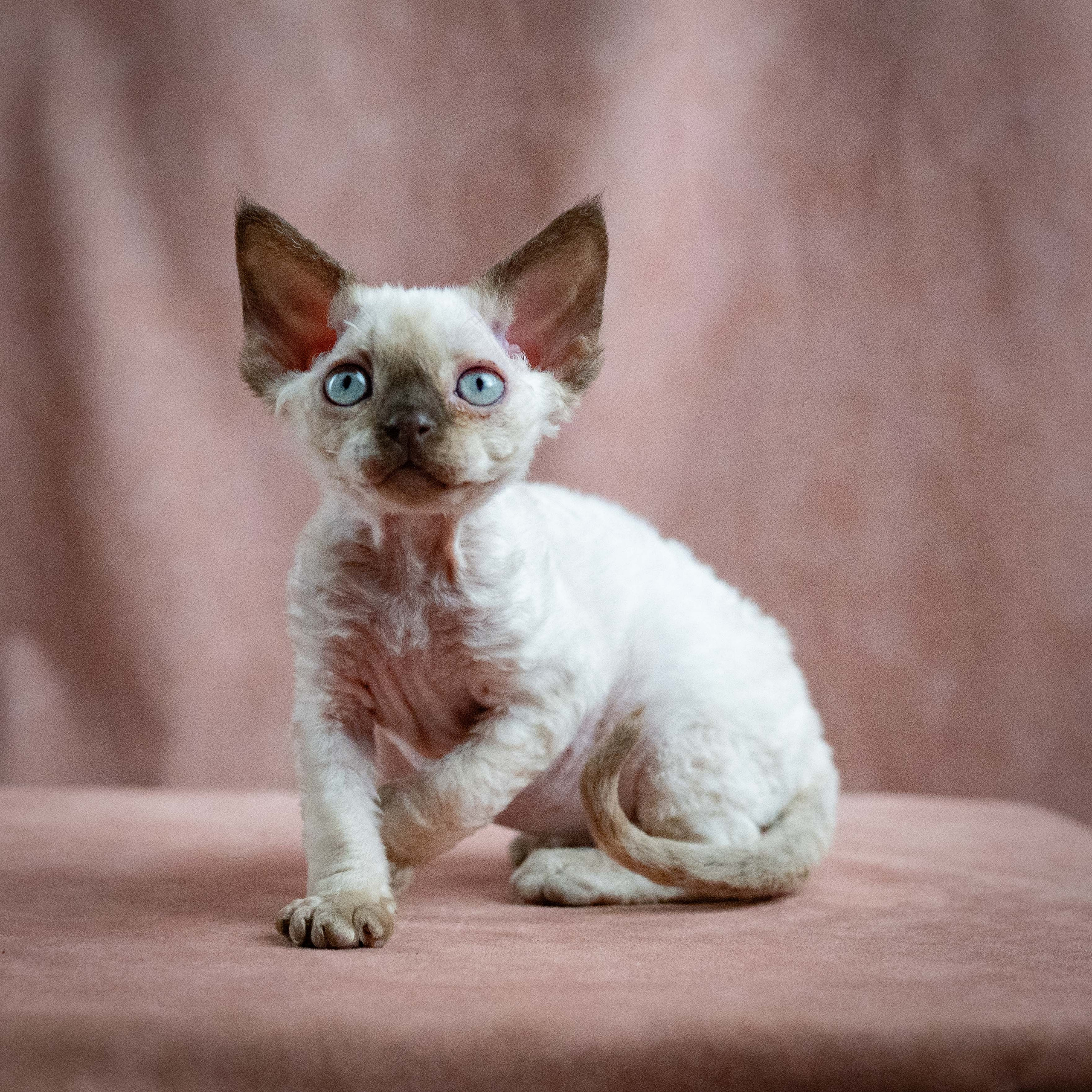 Mila, girl, born 01.15.26. Devon Rex Pixie Cattery