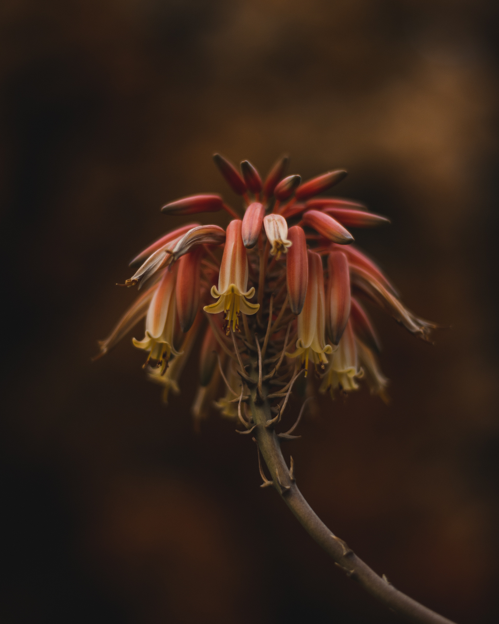 Yinon: Объектная съёмка. Yinon Mitin — Фотограф в Израиле