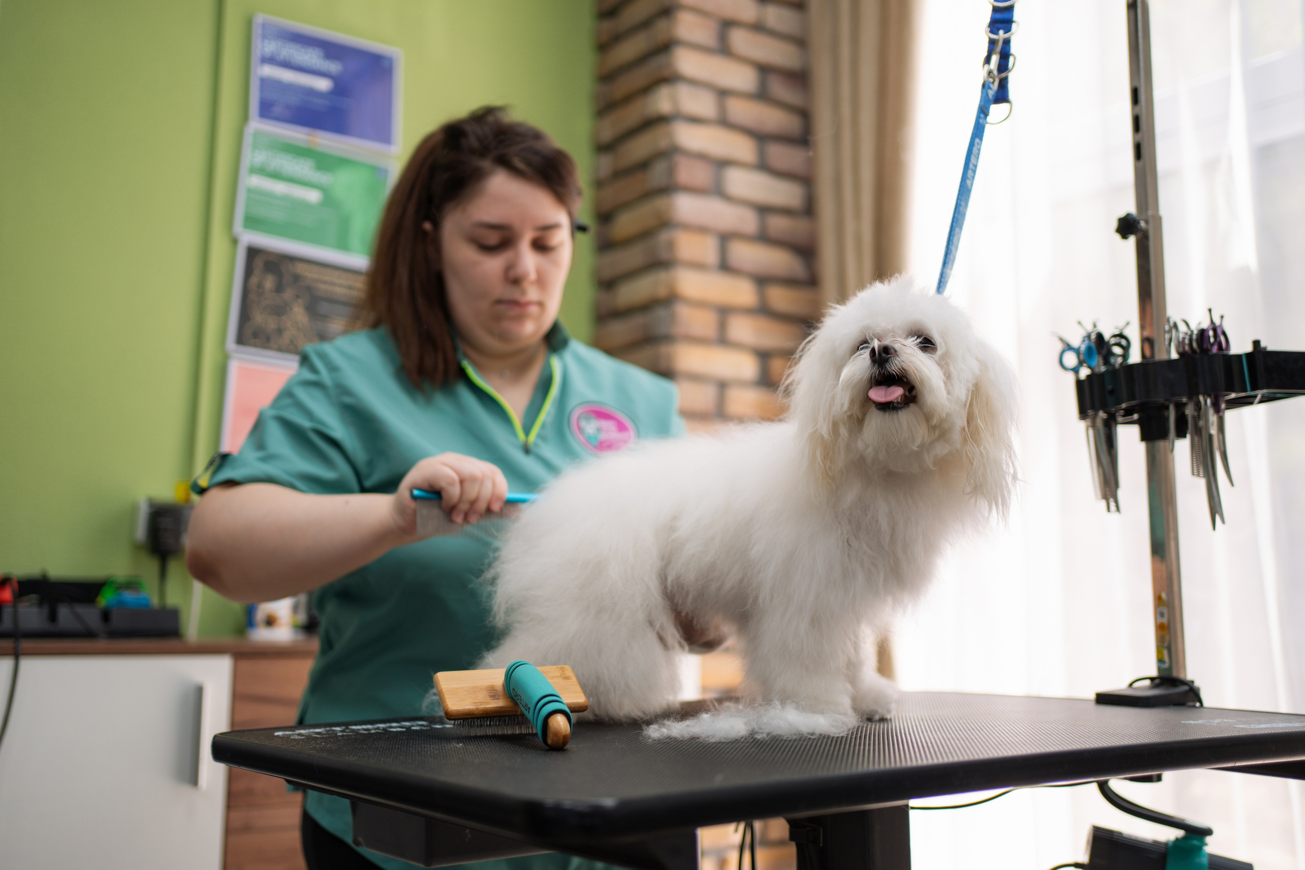PetGroom Timisoara. Cozac Cristian Photographer