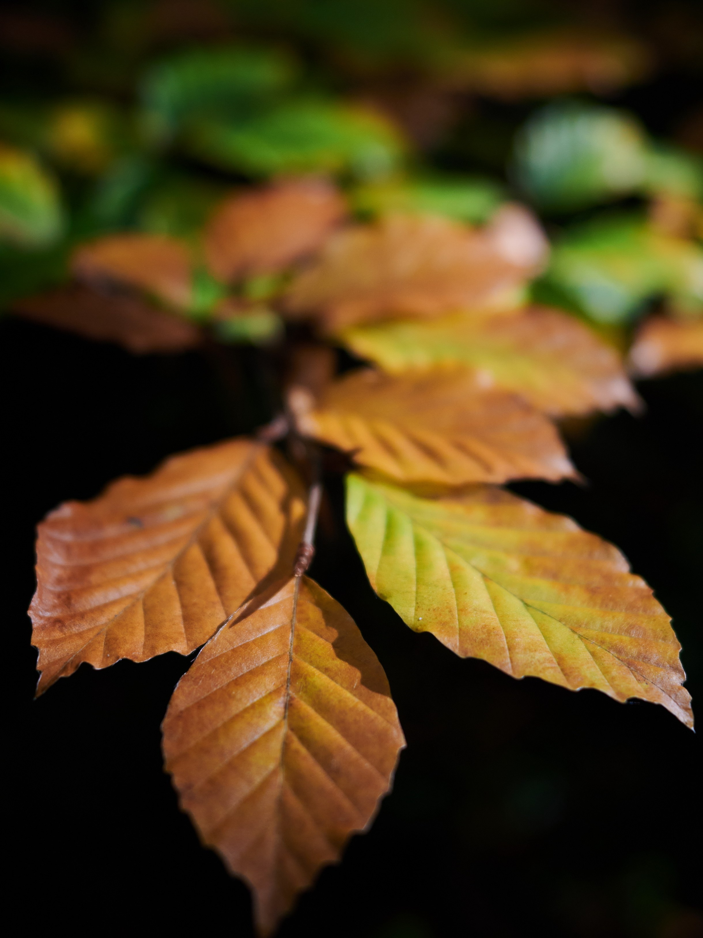 Close-Up. Yuri Popkov | Photographer