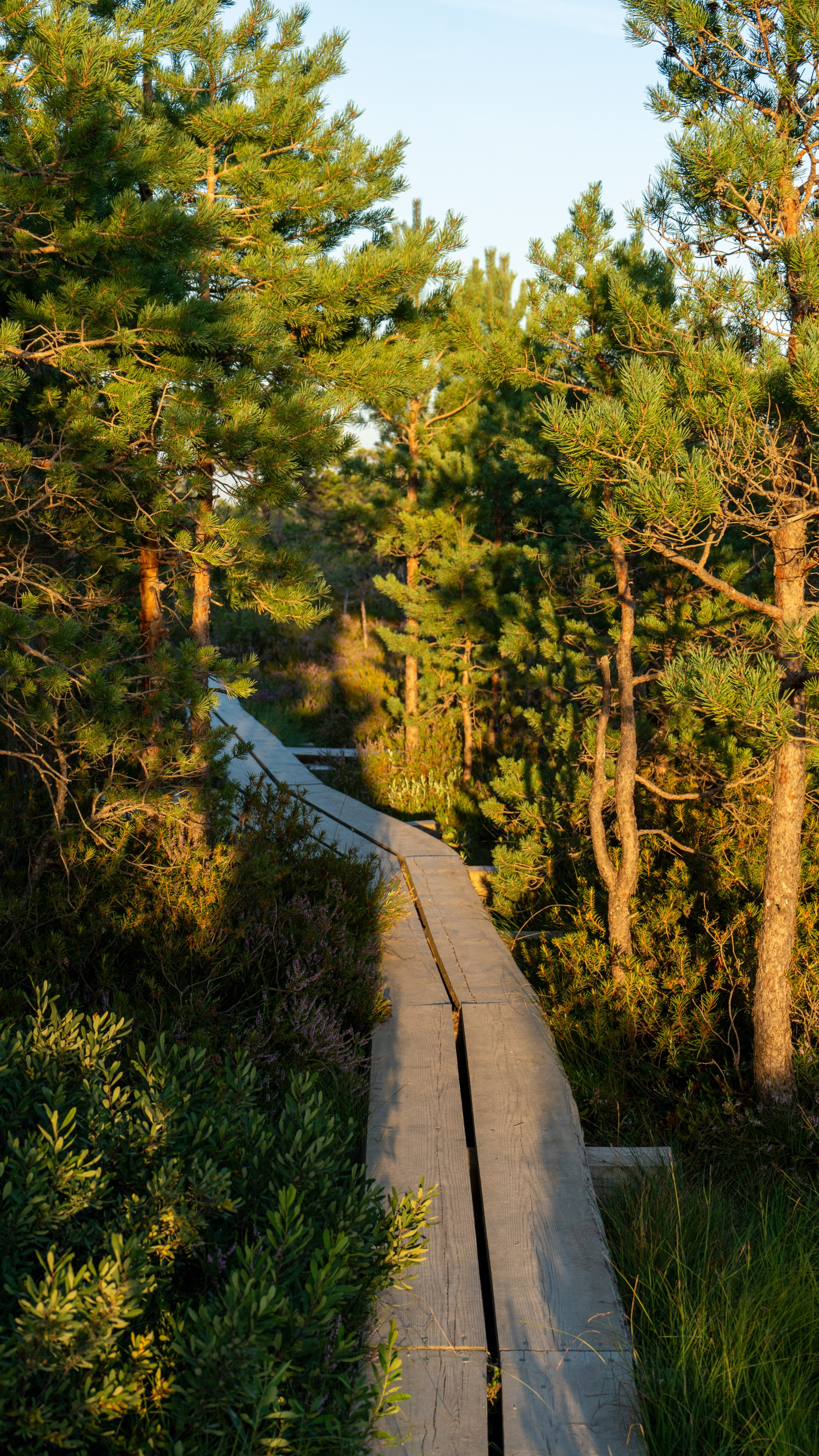 Whispers of Estonia. Photography | Videography | Marketing