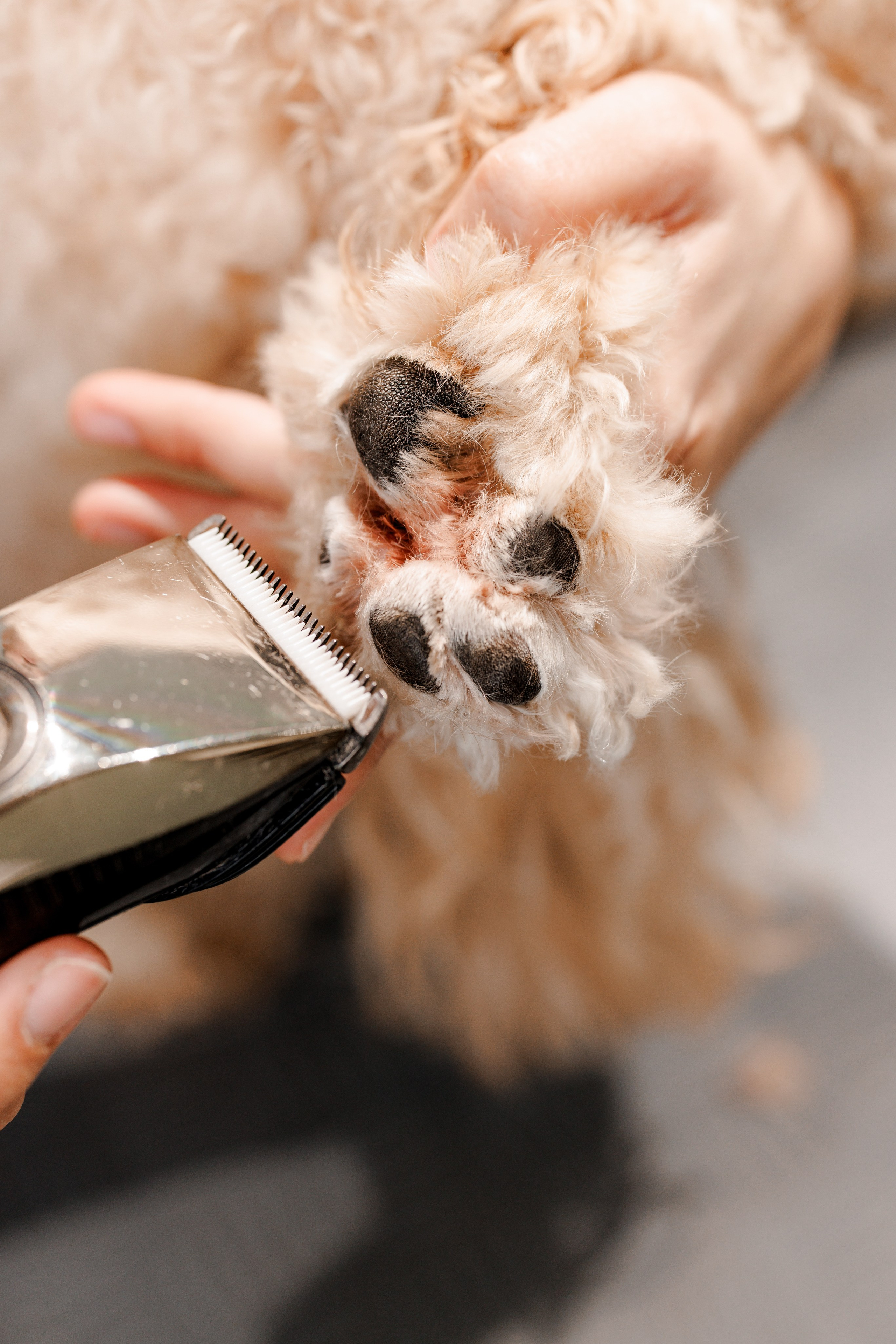 Bark & Bones. Familien- & Hochzeitsfotografin Schweiz. Valeria Diaz in Zürich und Umgebung