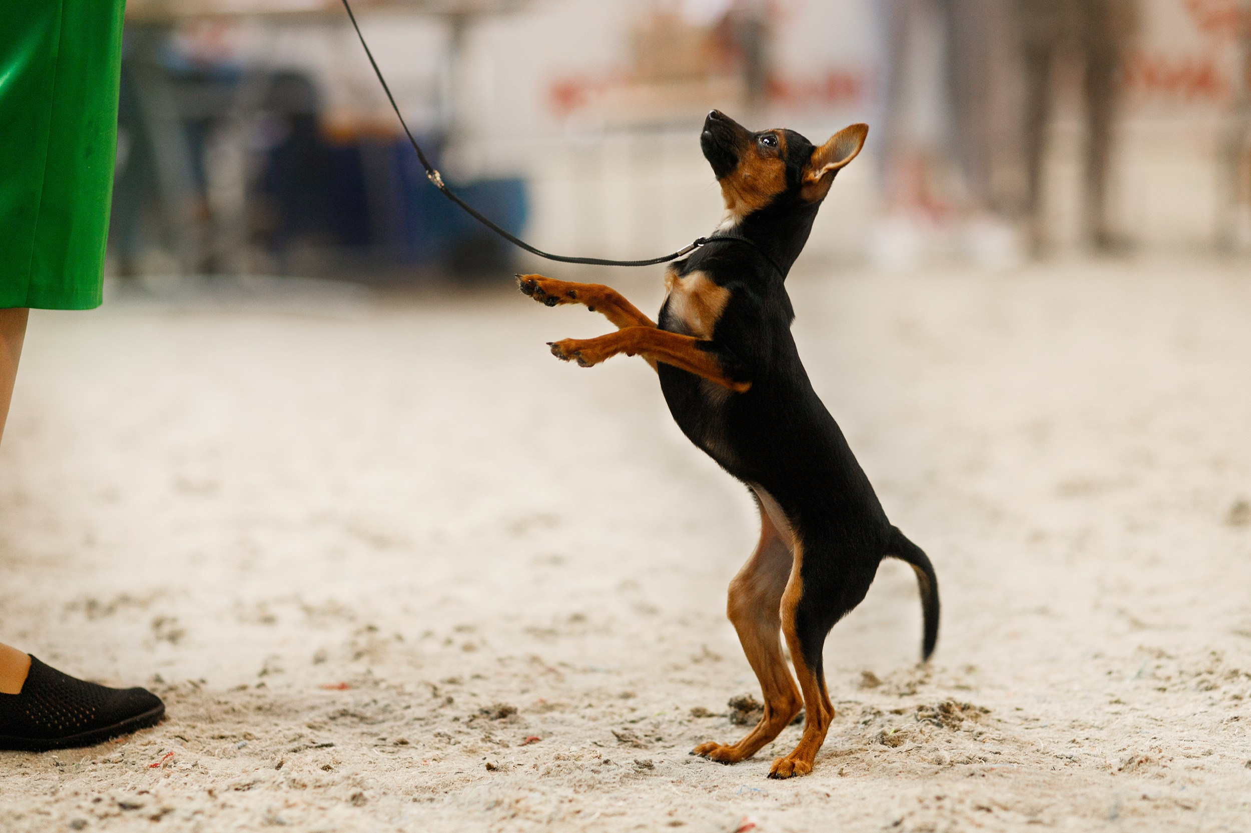 Dog shows | the best ones. Kaja | fotograf psów we Wrocławiu