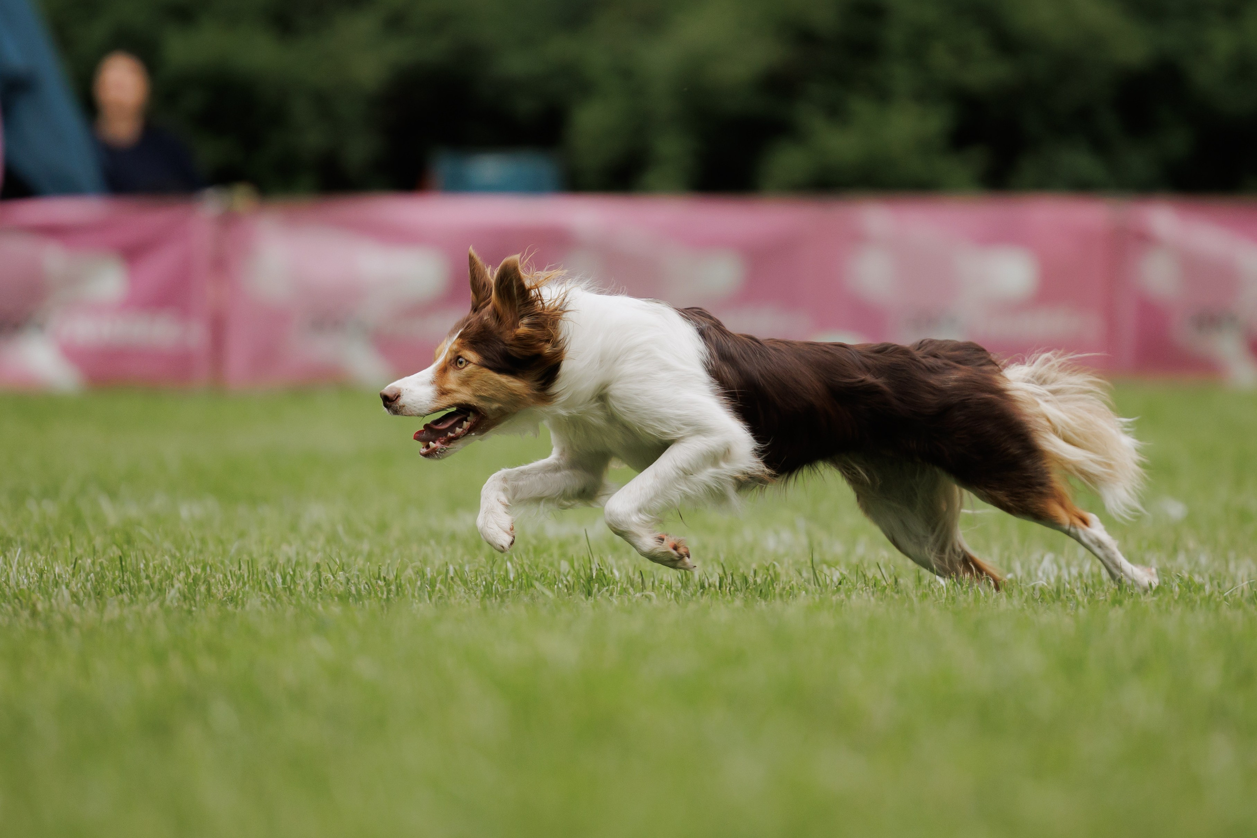 Latające psy, Wrocław'25. Kaja | fotograf psów we Wrocławiu