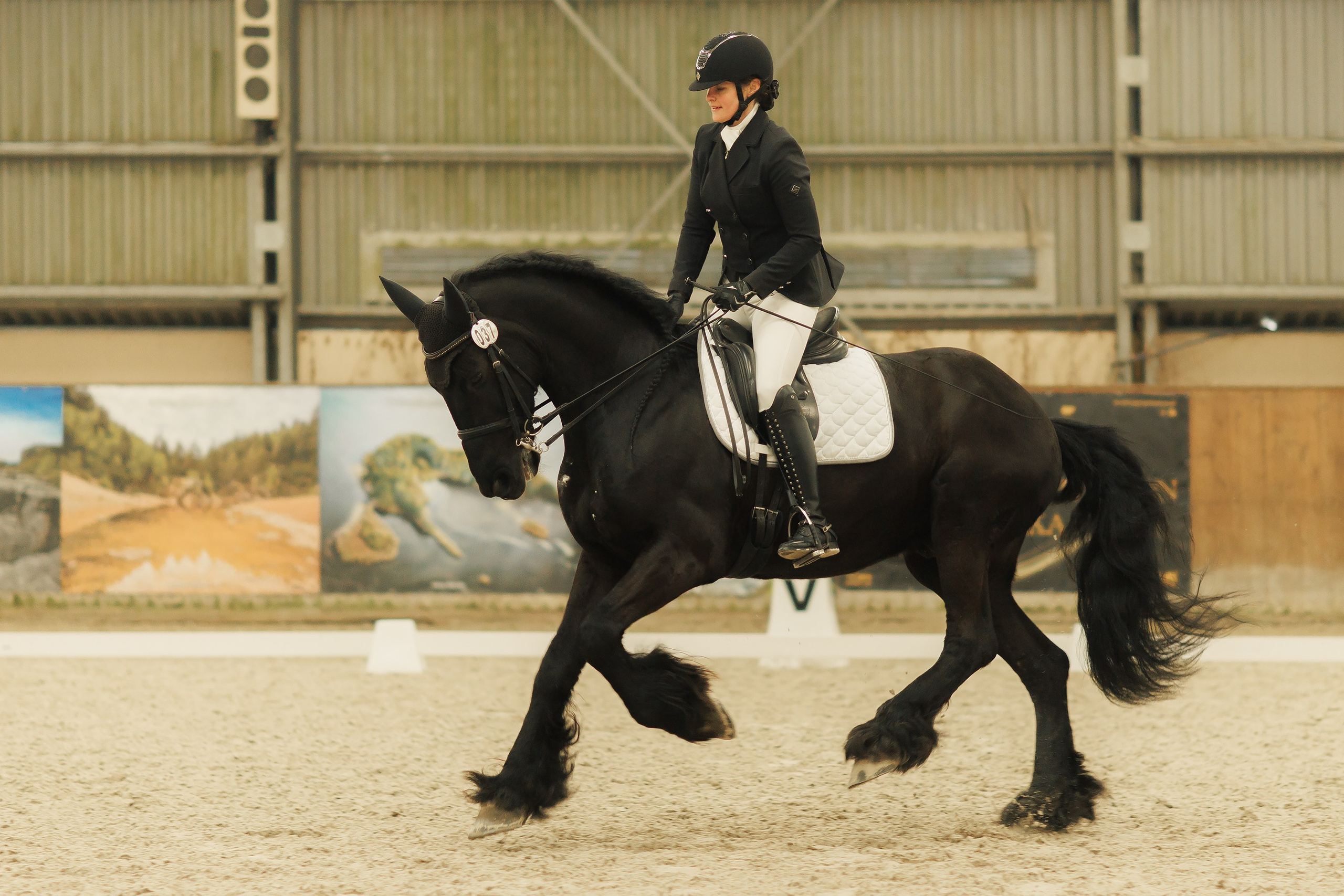 Fotografia koni Wrocław \ ujeżdżenie, Partynice. Kaja | fotograf we Wrocławiu | ludzie i psy