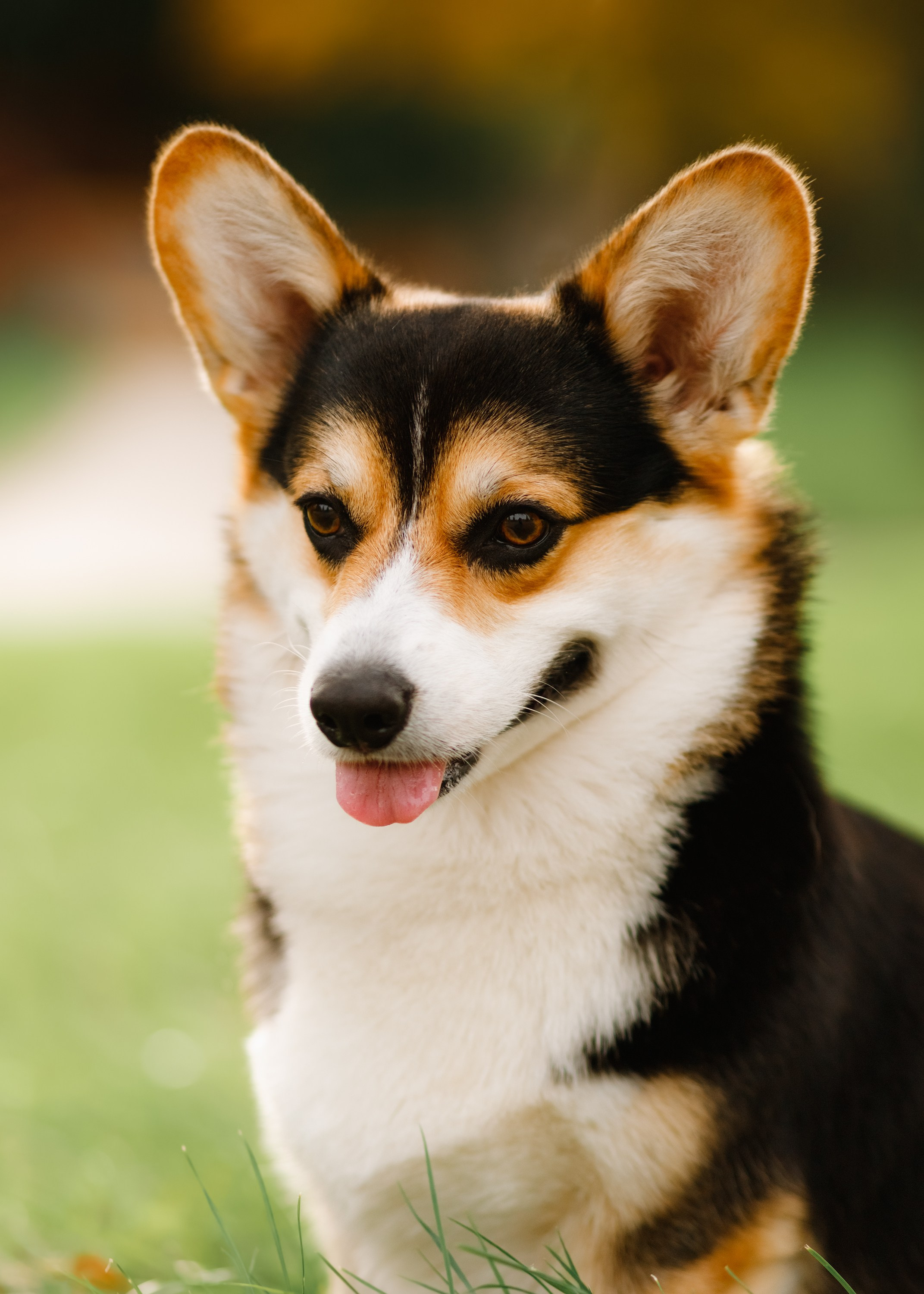 Summer photo day for dog handler. Kaja | fotograf we Wrocławiu | ludzie i psy