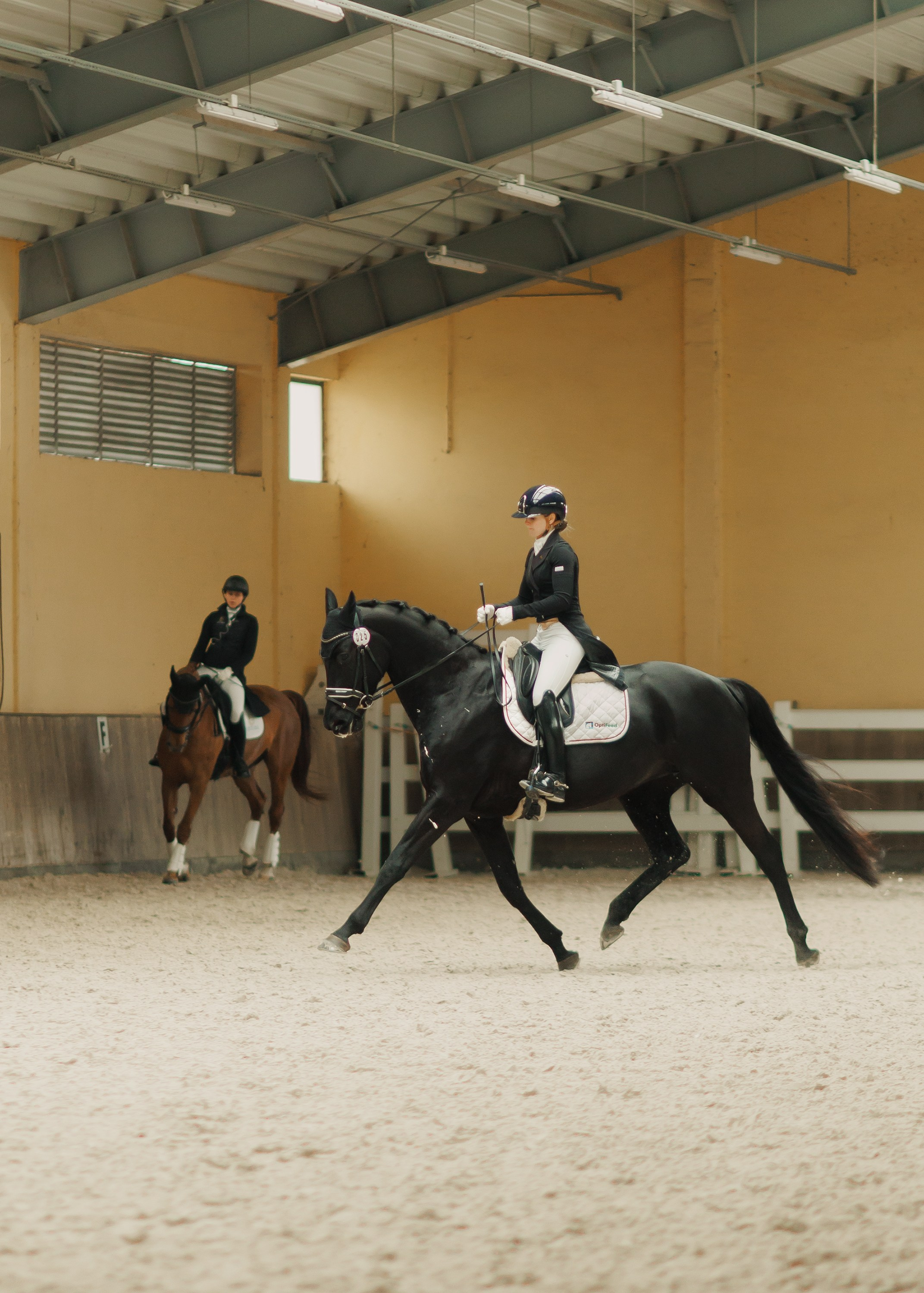 Fotografia koni Wrocław \ ujeżdżenie, Partynice. Kaja | fotograf we Wrocławiu | ludzie i psy