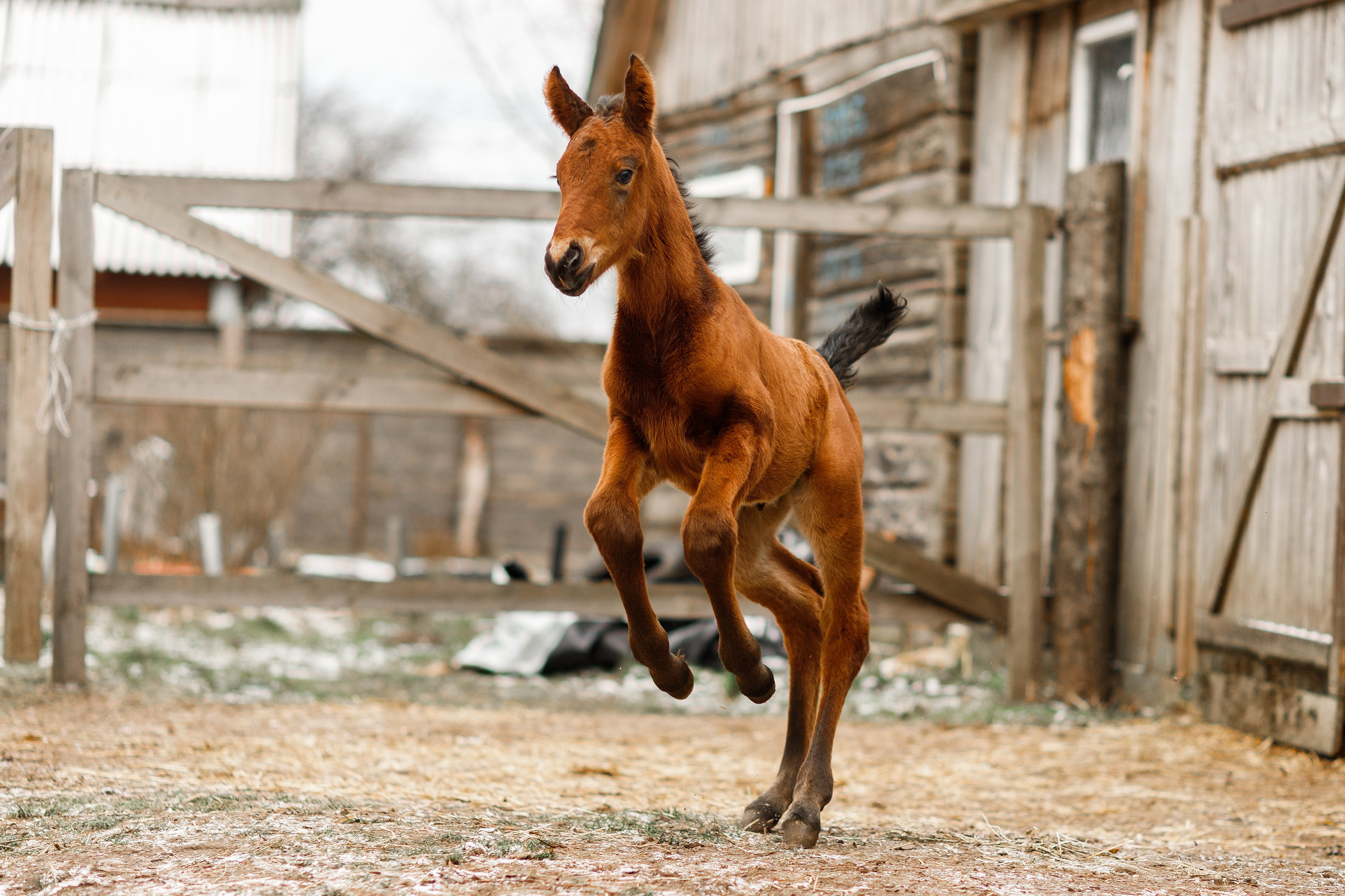 Winter stable. Kaja | fotograf psów we Wrocławiu