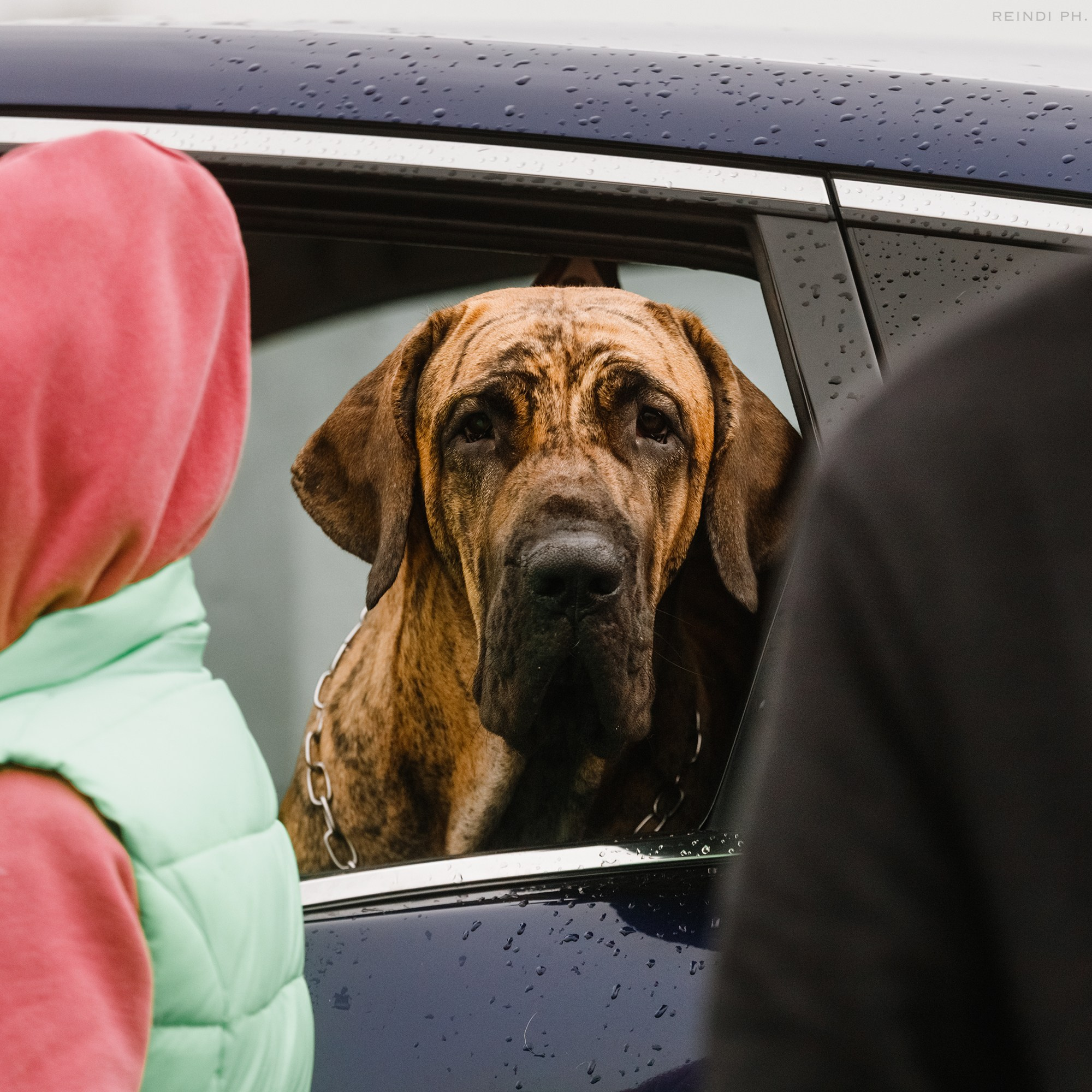 Rainy dog show in Grodno. Kaja | fotograf we Wrocławiu | ludzie i psy