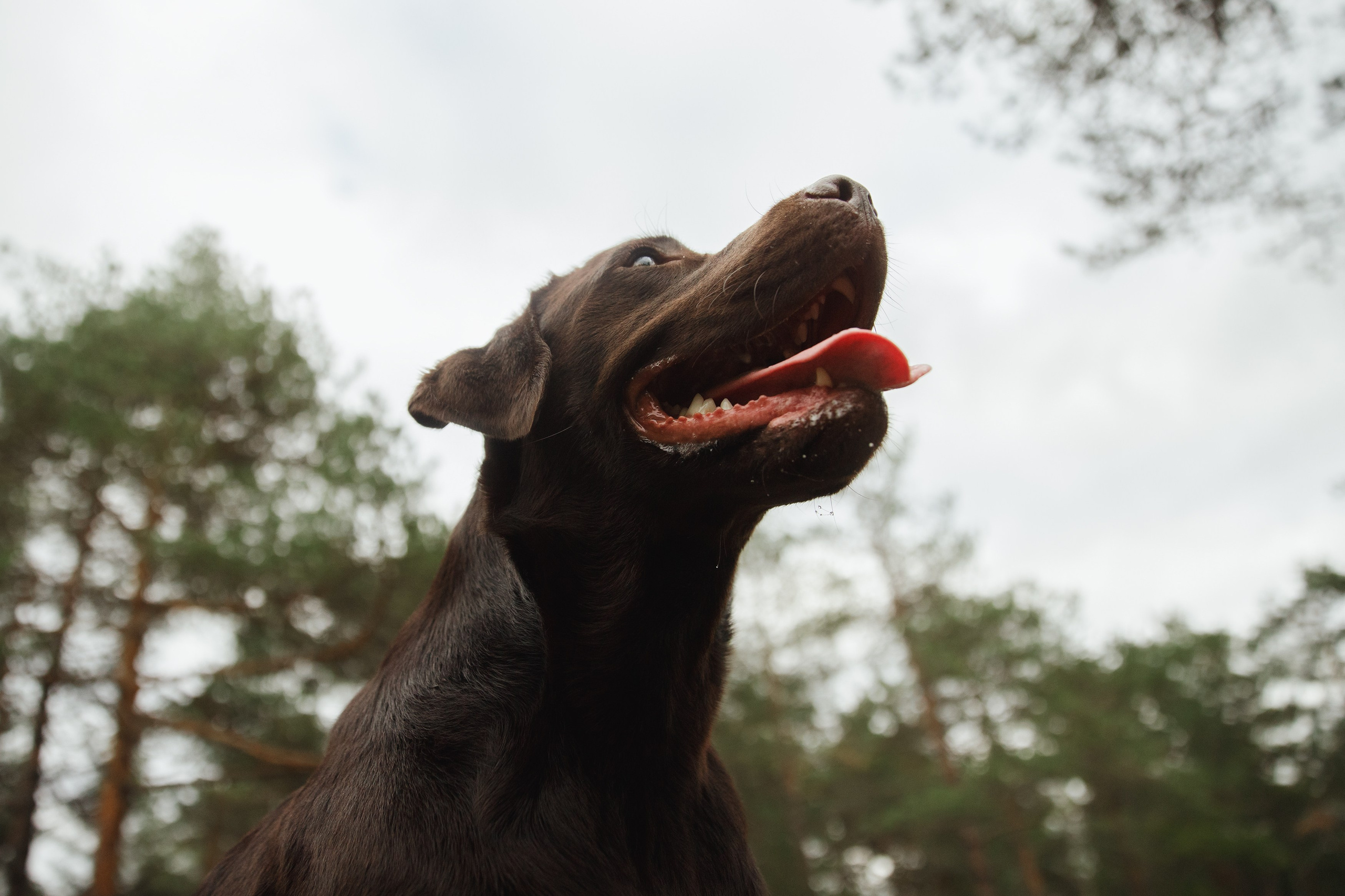 Finnish mossy hills. Kaja | fotograf psów we Wrocławiu