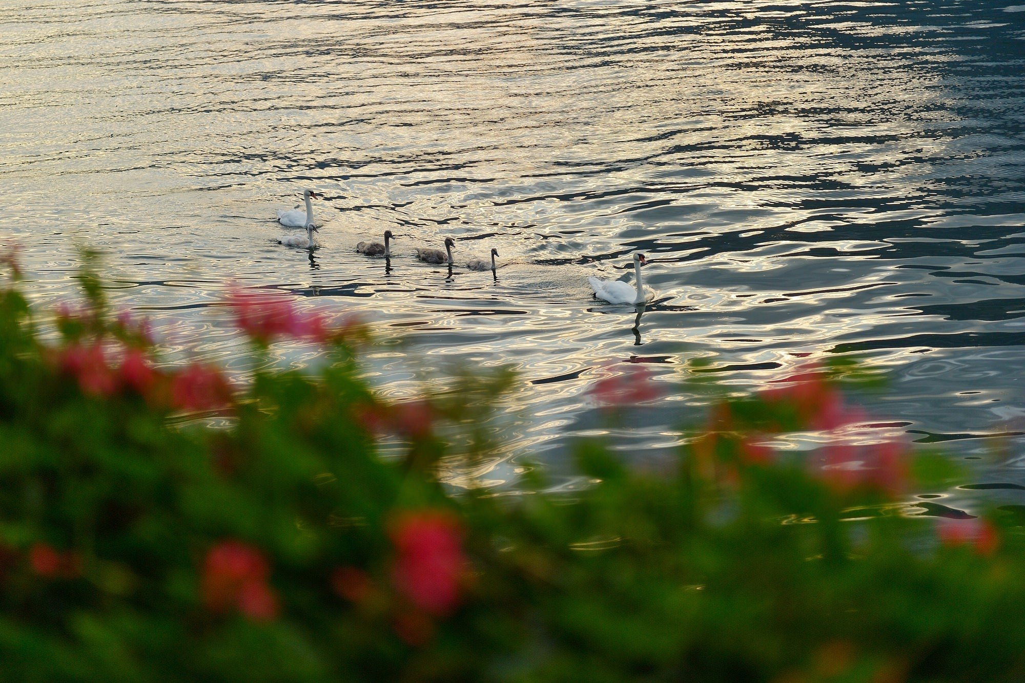Destination Wedding on Lake Como — Civil Ceremony in Bellagio & Villa Balbianello. Bella Vita Weddings — Wedding Photography in Dubai & Destination
