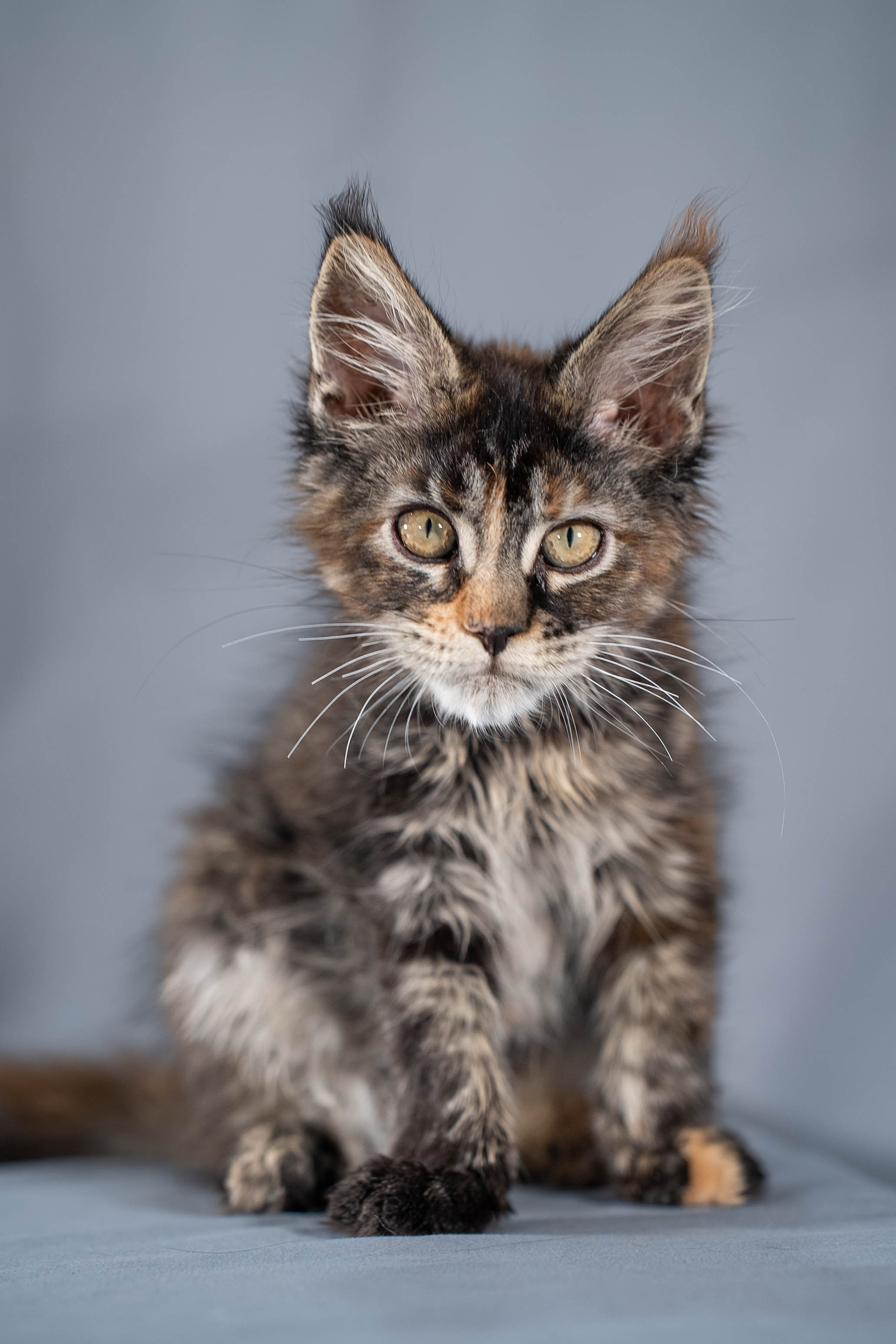 Senator Ulani. Senator Cat — Maine Coon cattery
