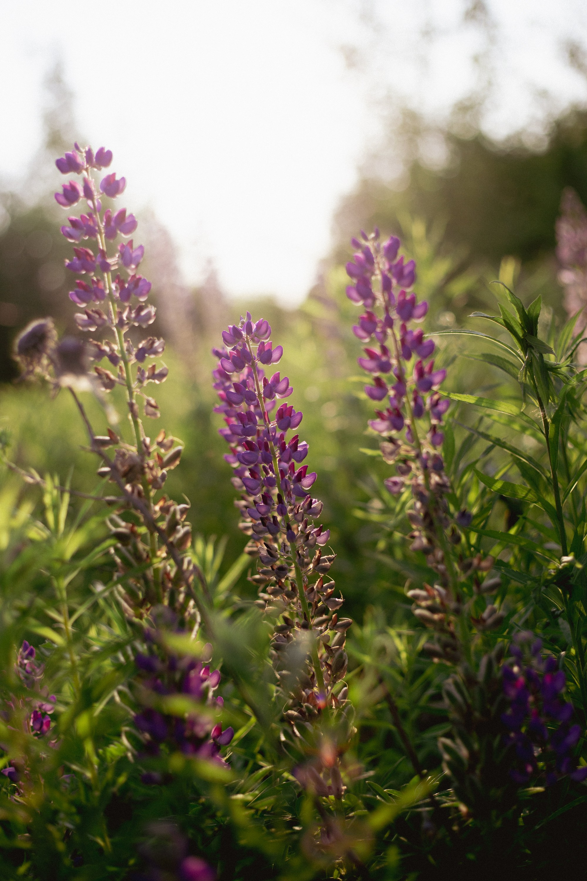 Summer flower photoshoot. Uliana Grigoreva | Photographer for people and business