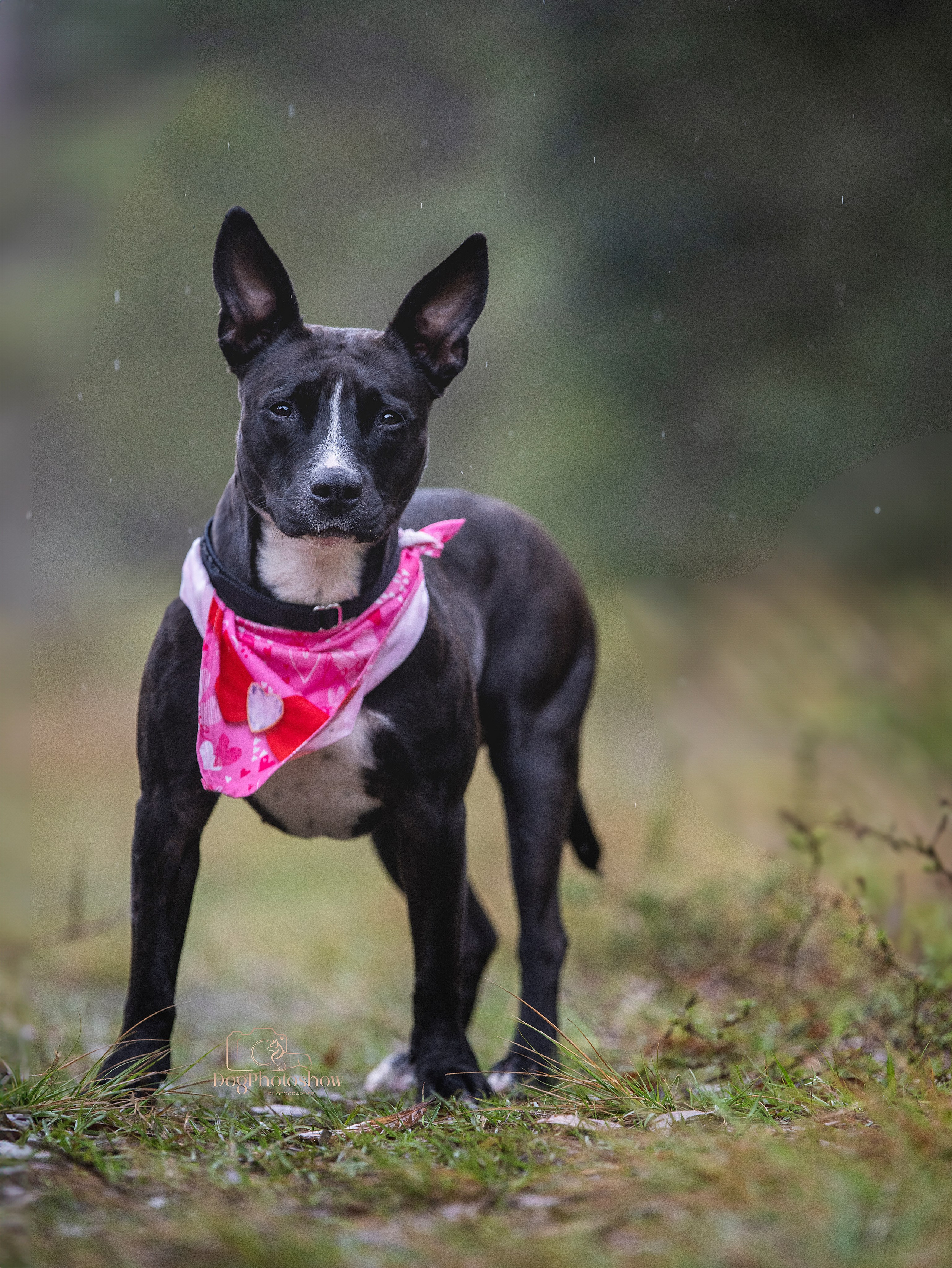 📸 3. Katerina Royter Pet Photographer North Florida